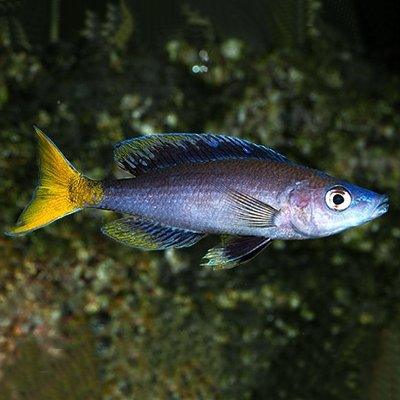 Premium Sardine Cichlid (Cyprichromis Leptosoma) - African Lake Tanganyika Fish for Aquarium & Fish Tanks - Perfect for Community Tanks & Cichlid Enthusiasts