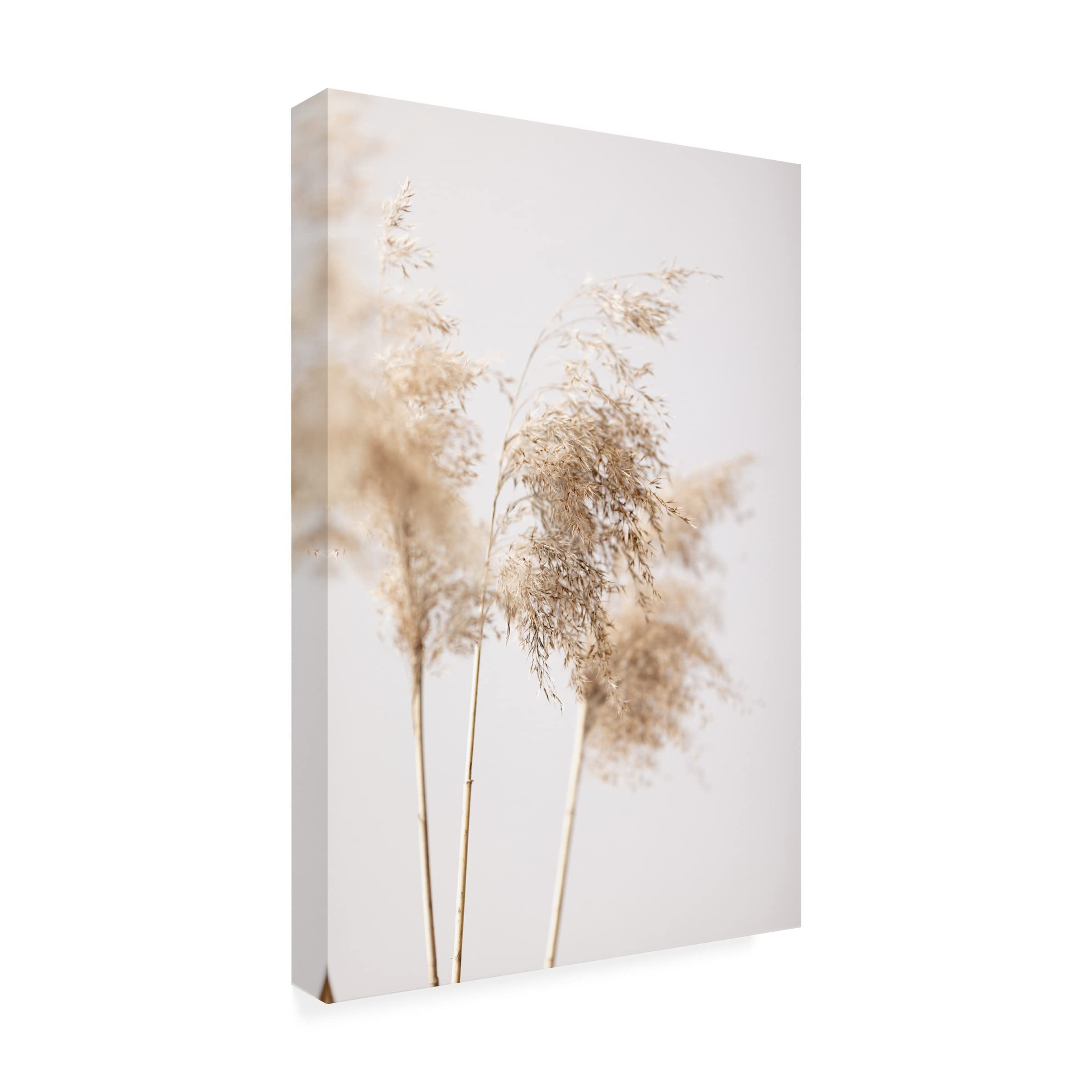 Trademark Fine Art 'Reed Grass Grey 09' Canvas Wall Art Print - Modern Nature Landscape Painting for Living Room, Bedroom & Office Decor