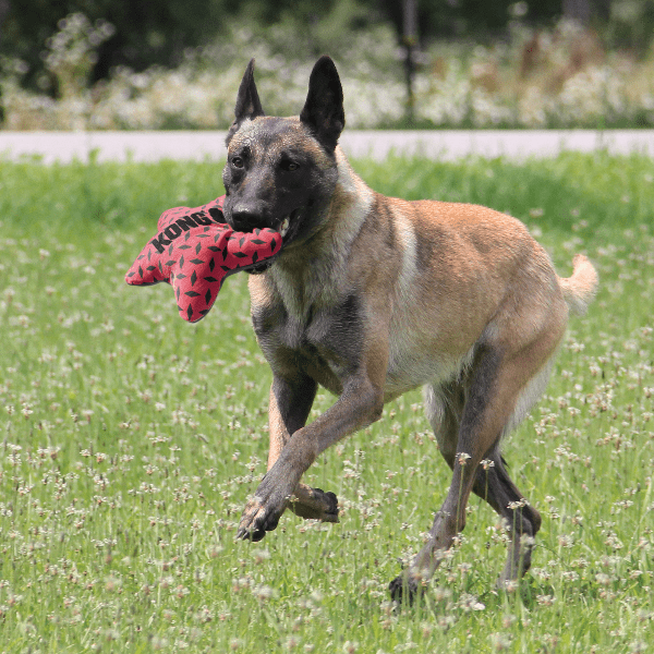 KONG Maxx Star Dog Toy - Durable Chew Toy for Large Dogs, Interactive Play & Dental Health - Perfect for Aggressive Chewers & Playtime Fun