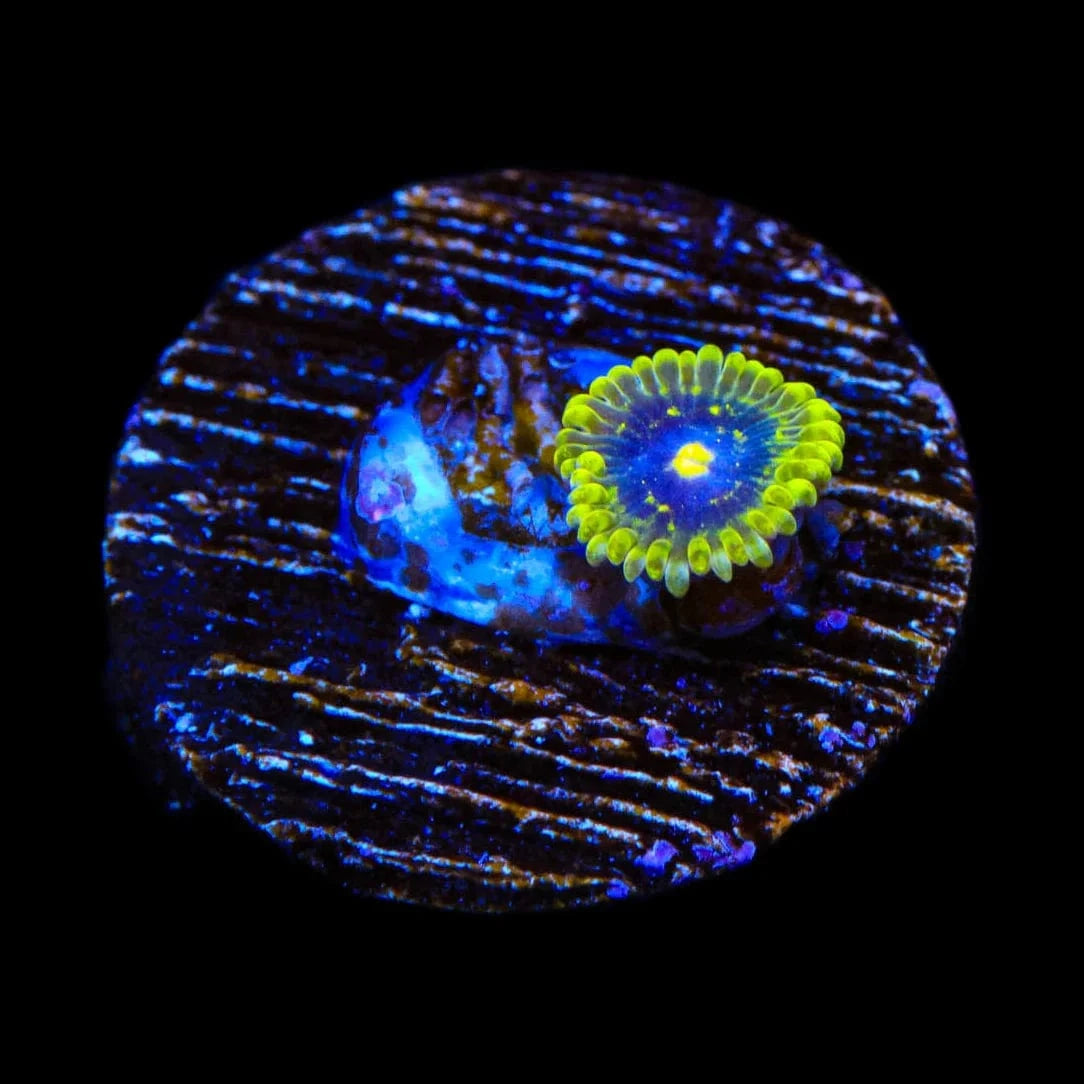 Exosphere Zoanthids Coral for Saltwater Aquariums - Vibrant Live Coral for Reef Tanks & Marine Aquascaping