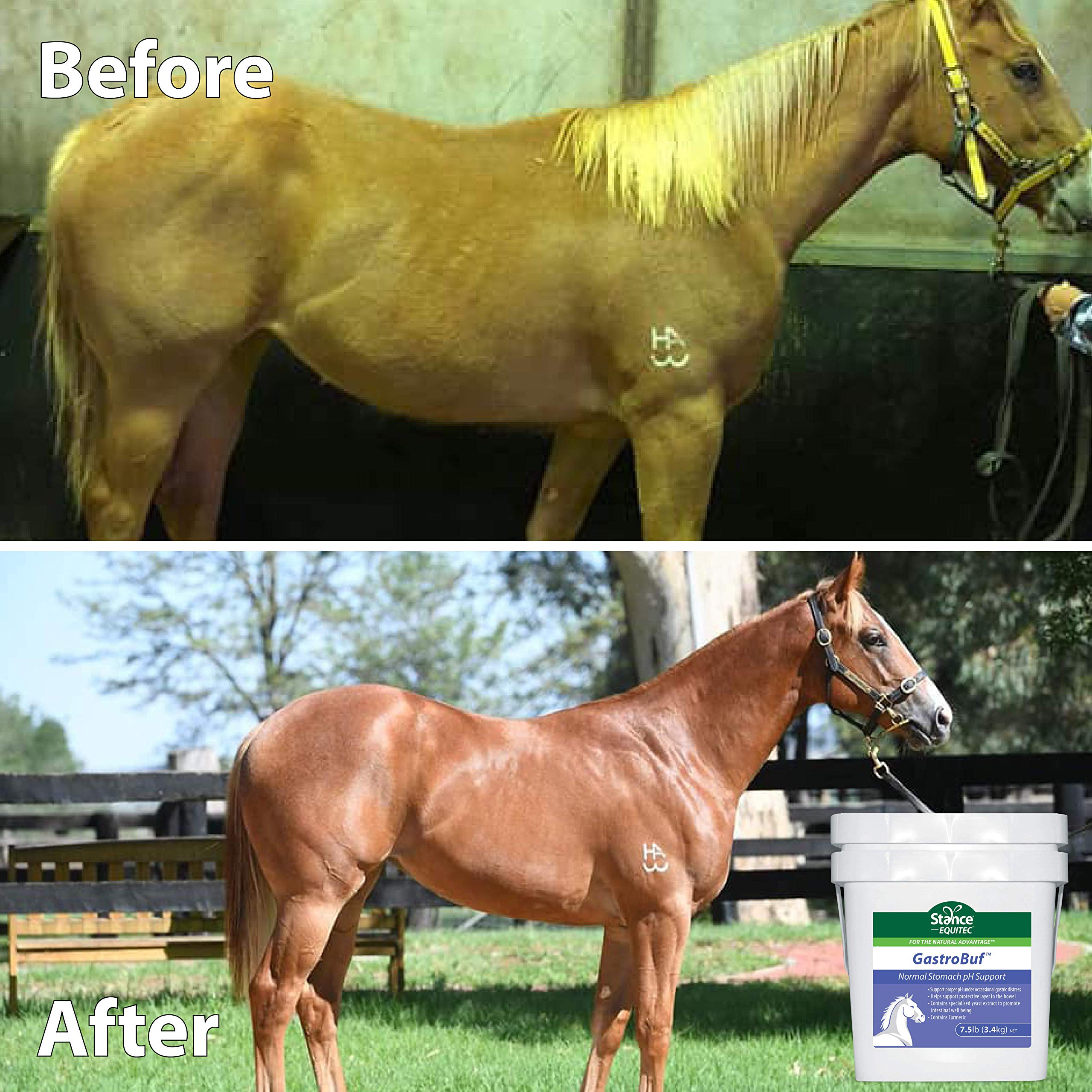 Stance Equitec GastroBuf Horse Supplement for Stomach pH Support - Promotes Bowel Protective Layer & Balances pH During Gastric Distress - Contains Turmeric - 3.3 lb - Ideal for Performance Horses & Digestive Care