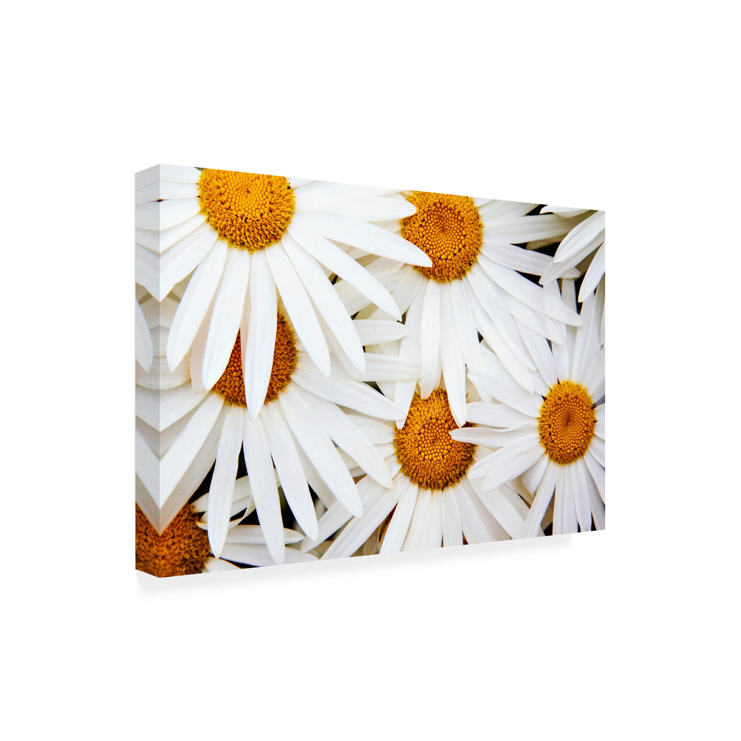Michael Broom 'Daisy Splash' Canvas Wall Art Print - Modern Floral Home Decor for Living Room, Bedroom & Office - Trademark Fine Art Collection