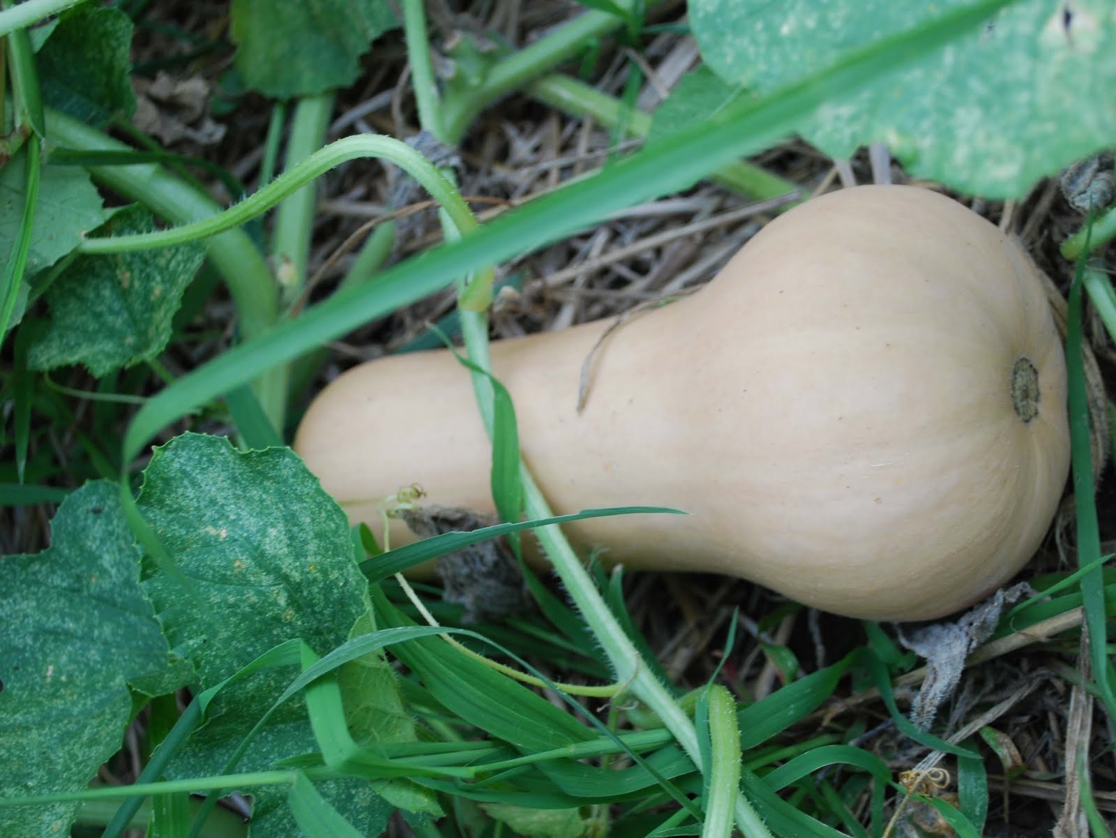 Organic Bulk Butternut Squash Seeds - 5 Pound Non-GMO, Heirloom Seeds for Planting - Perfect for Home Gardening, Farming & Fall Harvest Decorations