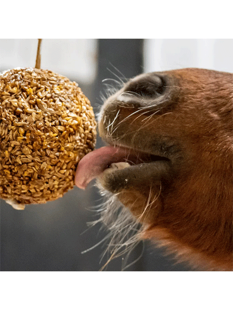 Likit Granola Stall Ball - Crunchy Granola Snack for On-the-Go Energy | Perfect for Hiking, Office Snacks & Healthy Breakfast