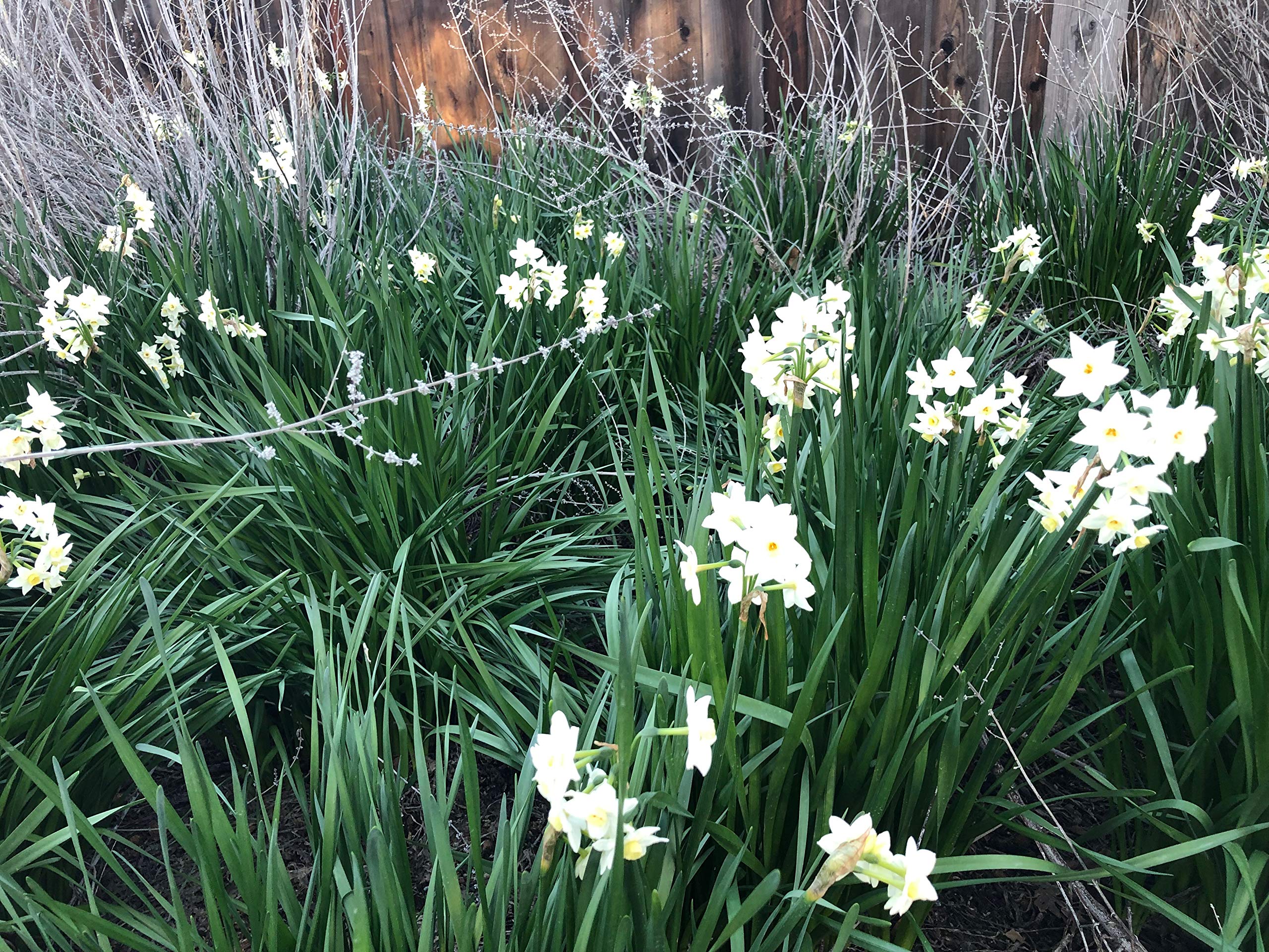 100 Perennial Spring Bulbs - Wintersun Paperwhite Narcissus Bulbs for Garden Planting | Indoor & Outdoor Flowering Plants for Home Decor, Landscaping, and Gift Giving