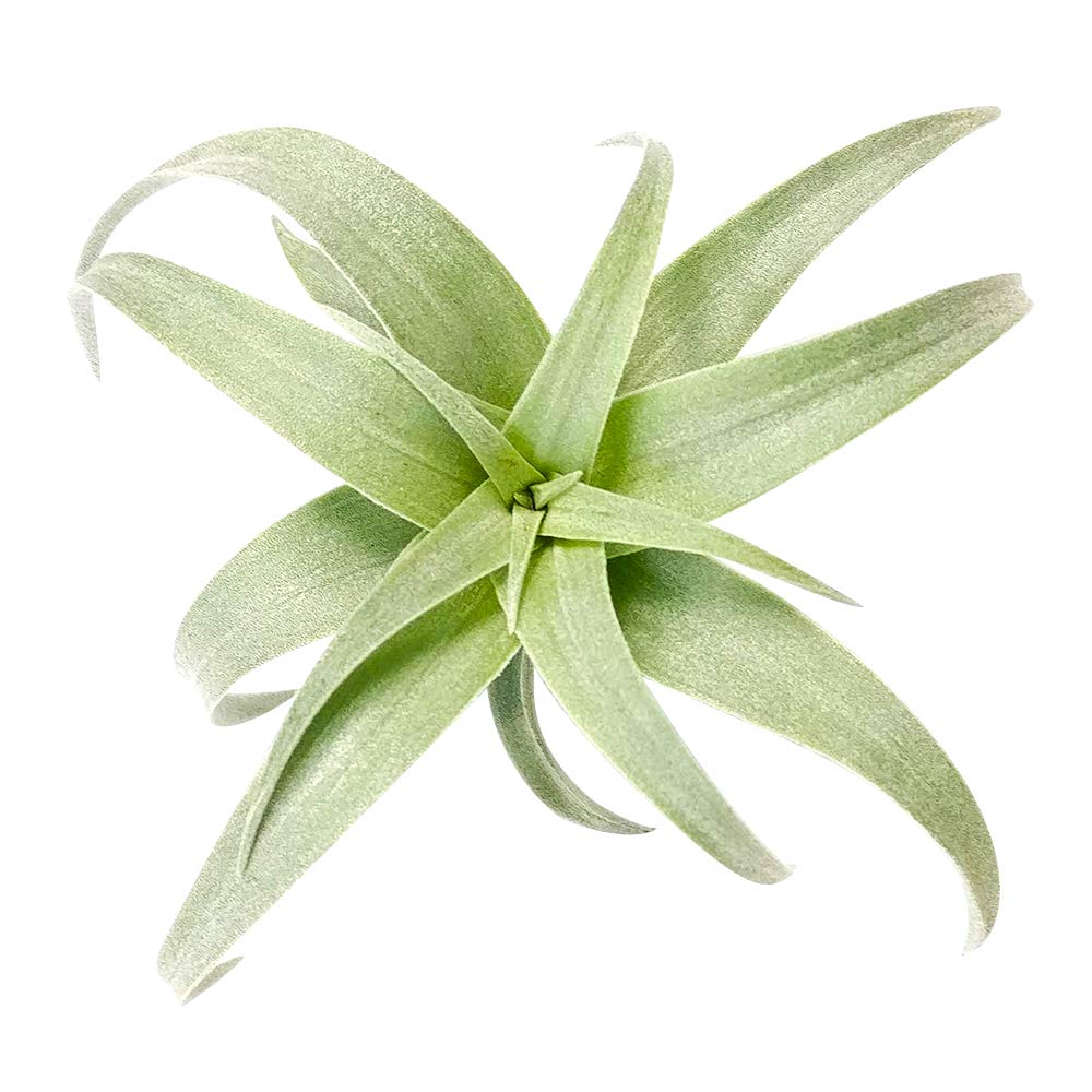 Low Maintenance Live Air Plants Variety Pack - 2'' Long Nana Air Plant | Unique Collection of Different Species | Perfect for Home Decor, Office Desk & Terrariums | Gift Box Included