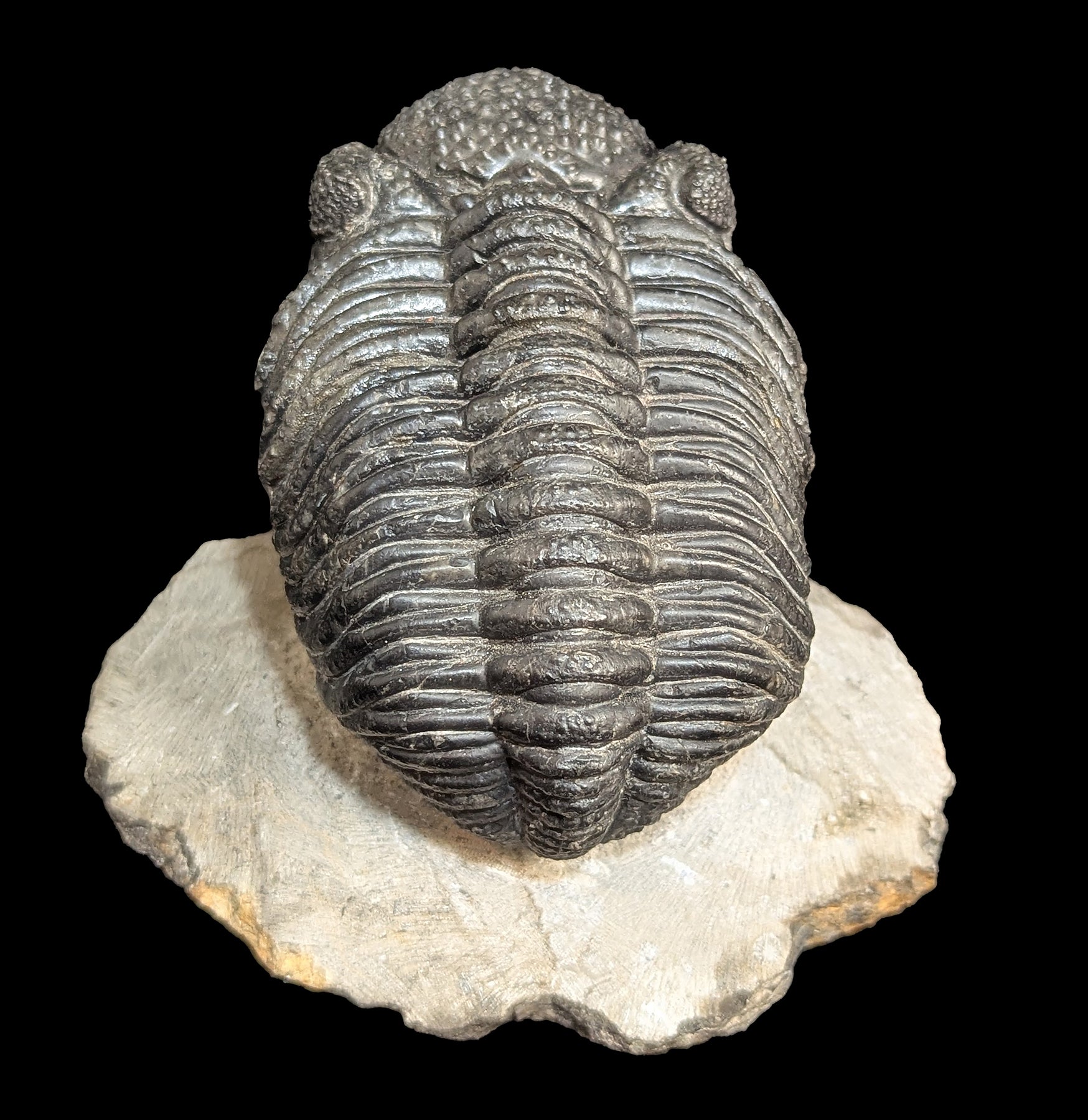 Authentic Trilobite Drotops Megalomanicus Fossil in Matrix - Rare Paleozoic Era Specimen for Collectors & Home Decor