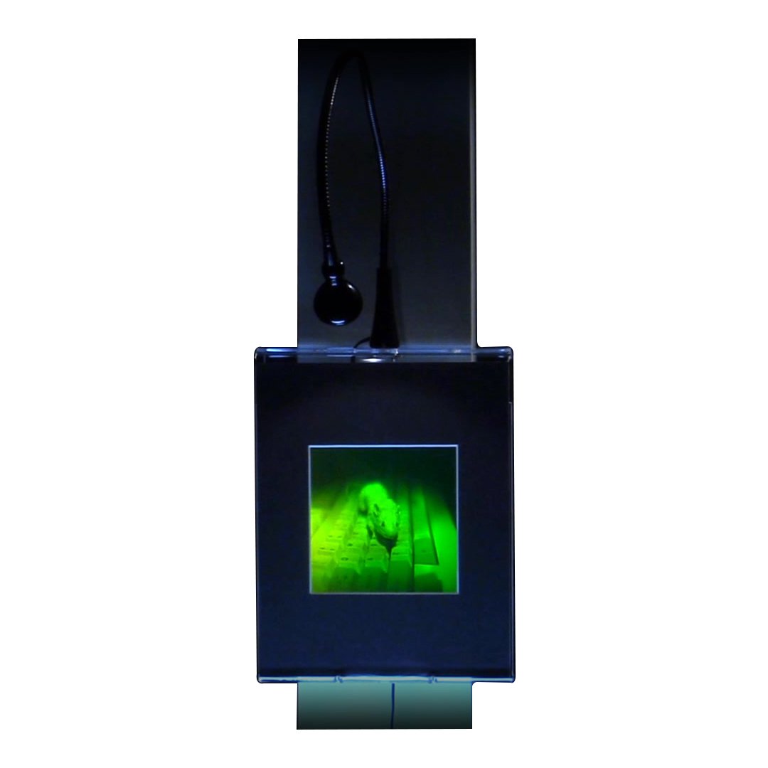 3D Holographic Mouse Multi-Channel Wall Art Display with LED Lights - Collectible Photopolymer Film for Home Decor, Office & Gaming Room Aesthetic Enhancement