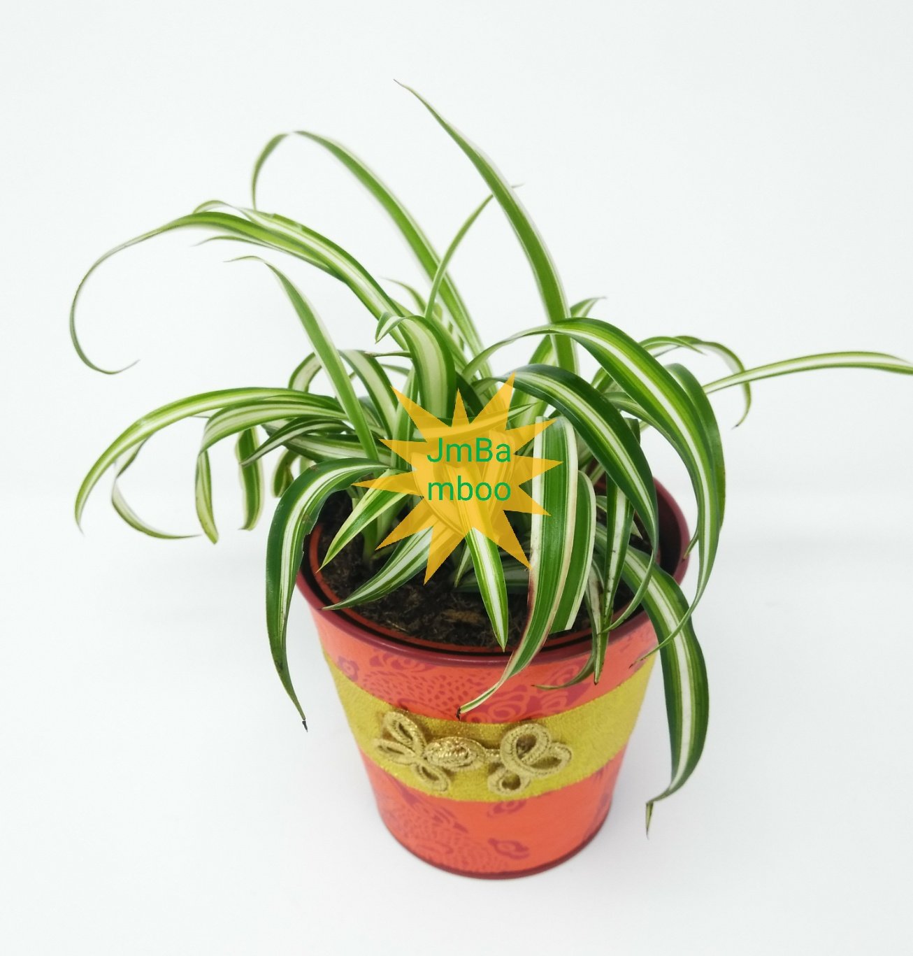 Jmbamboo Ocean Spider Plant in 4