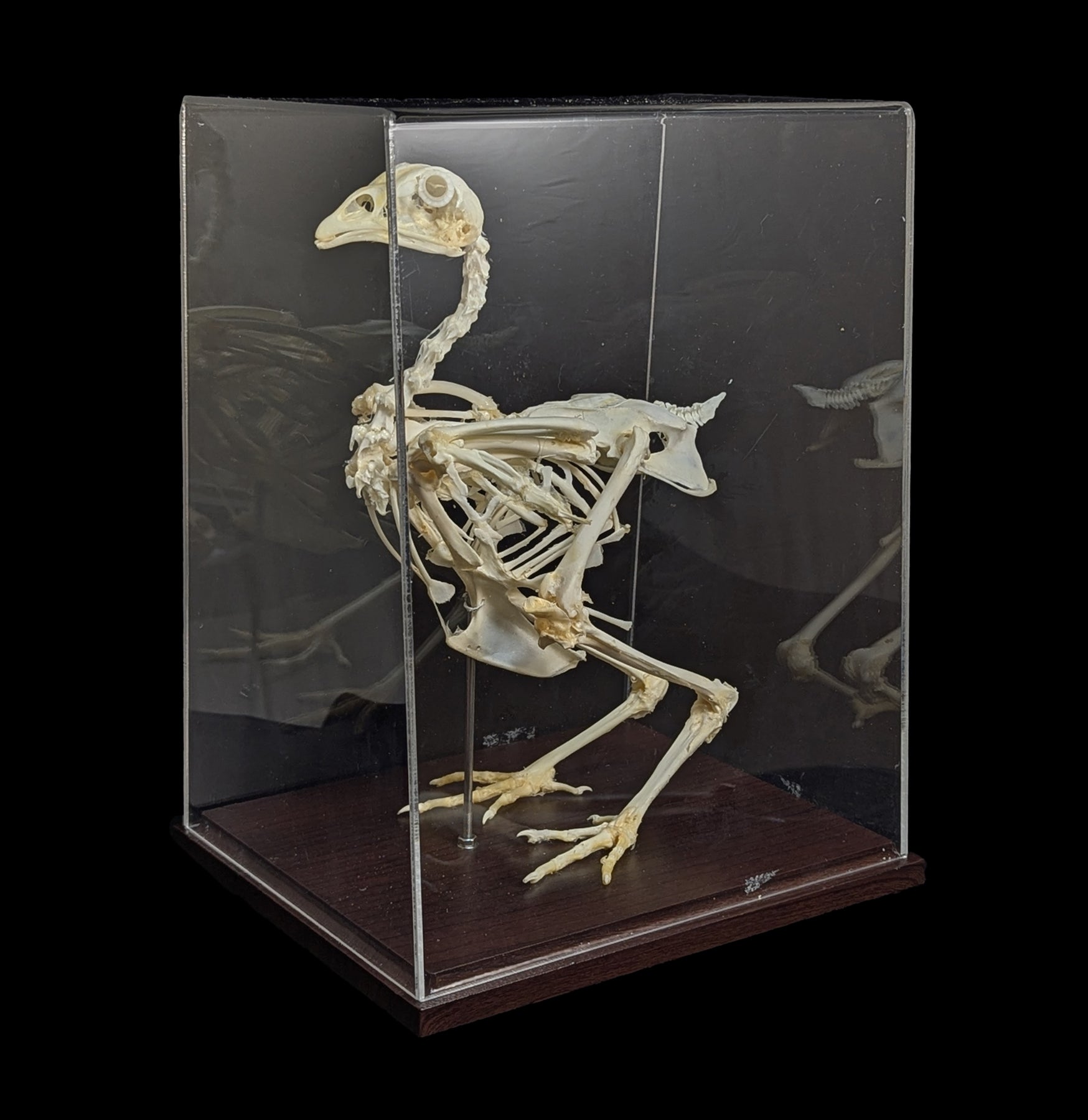 Articulated Chicken Skeleton - Realistic Anatomical Model for Science Education, Halloween Decor & Veterinary Study - Perfect for Classrooms, Labs & Spooky Home Decor