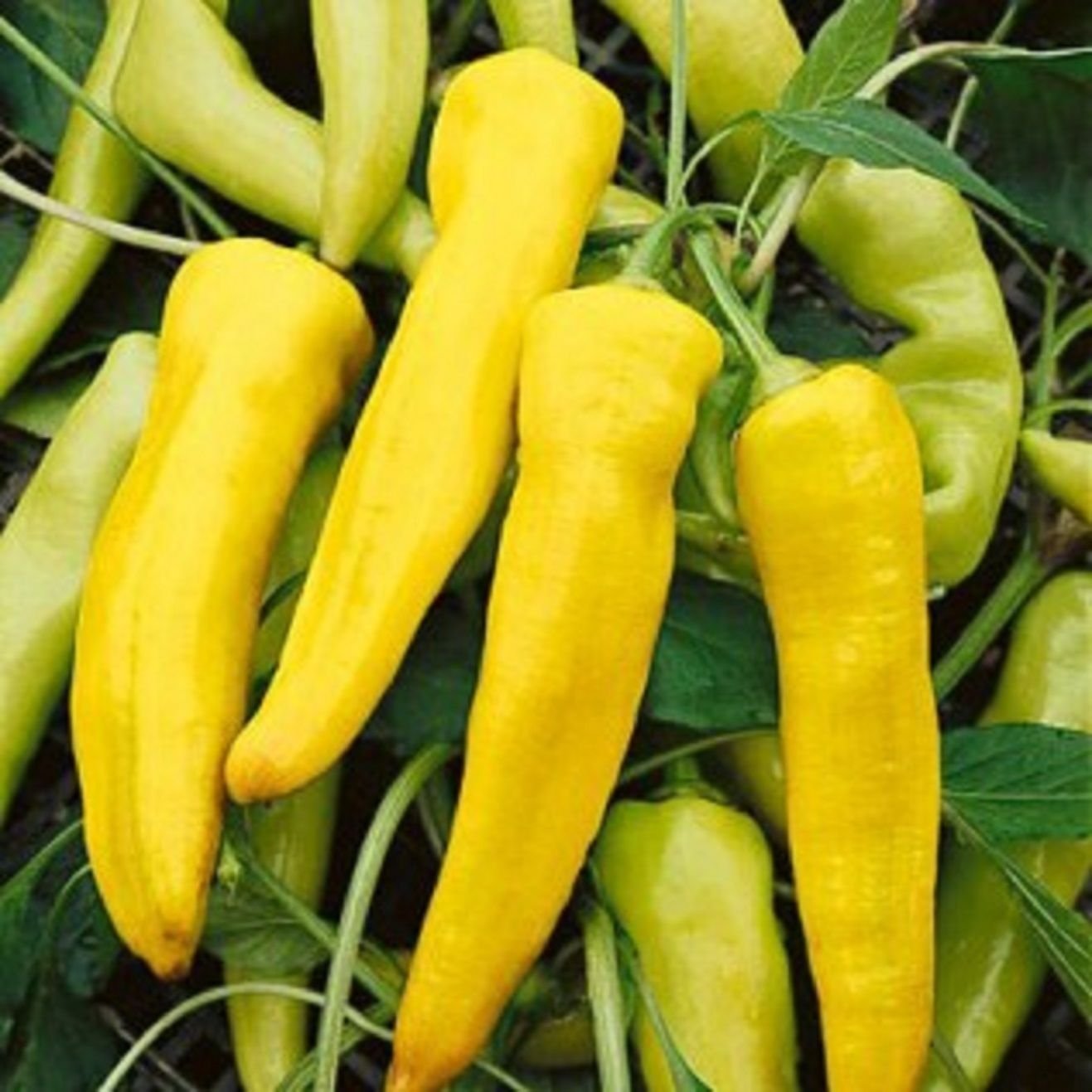 Heirloom Sweet Banana Pepper Seeds - 200 Count, Large Peppers, High Yield for Home Gardening, Canning & Fresh Salads