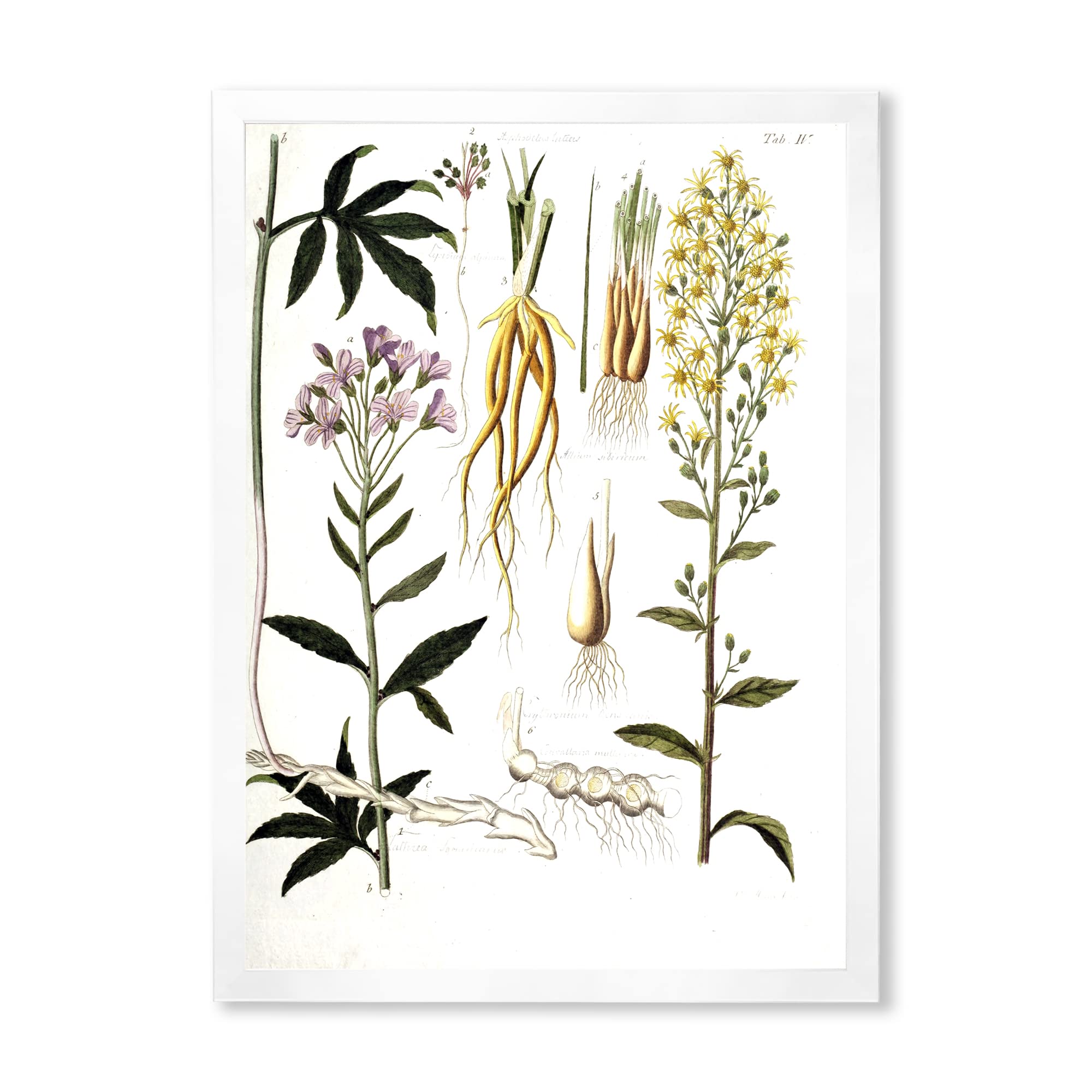 Vintage Farmhouse Wall Art - Plant Life VIII Framed Canvas Print for Home Decor, Living Room, Bedroom & Office
