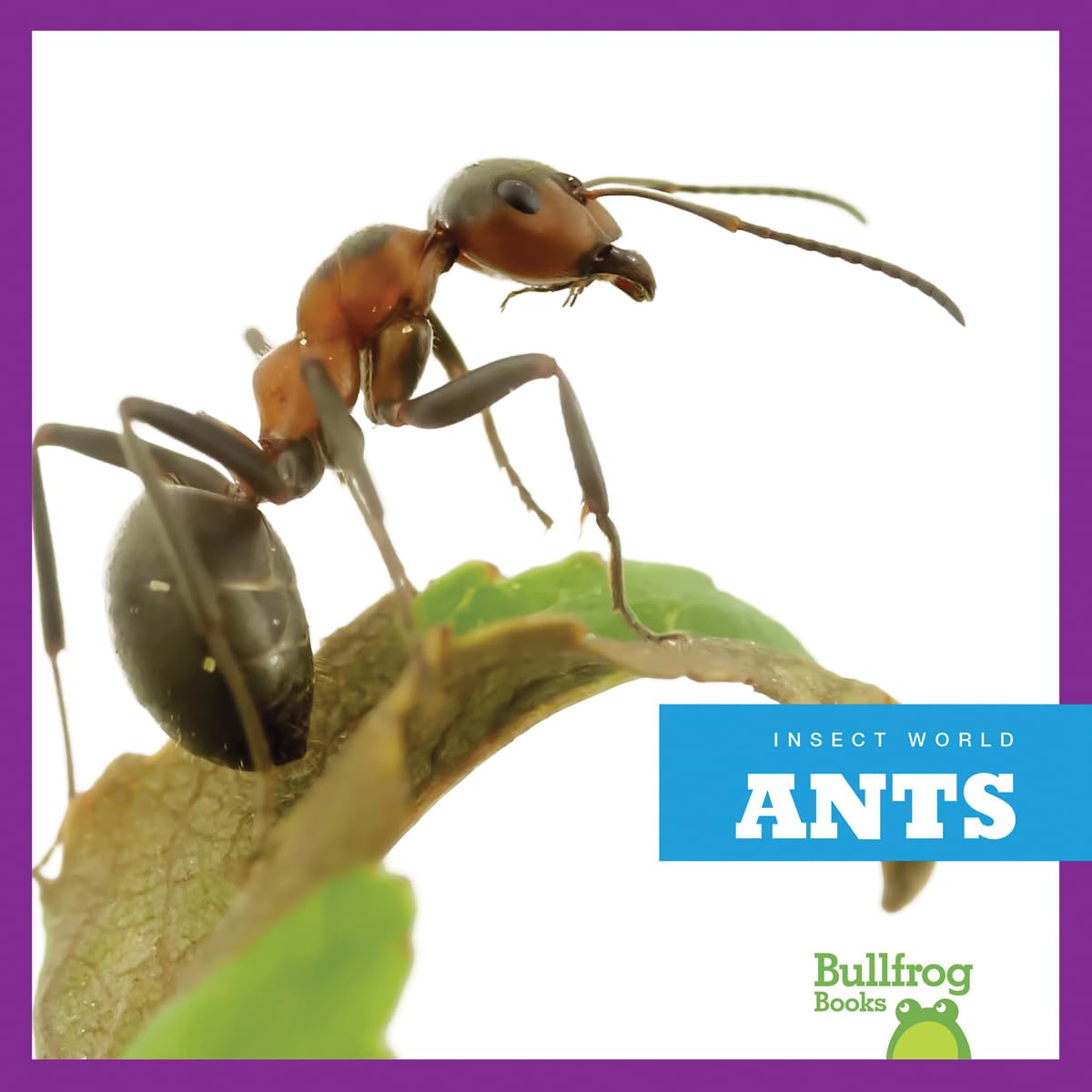 Bullfrog Books: Ants in Insect World - Kids Nature Learning