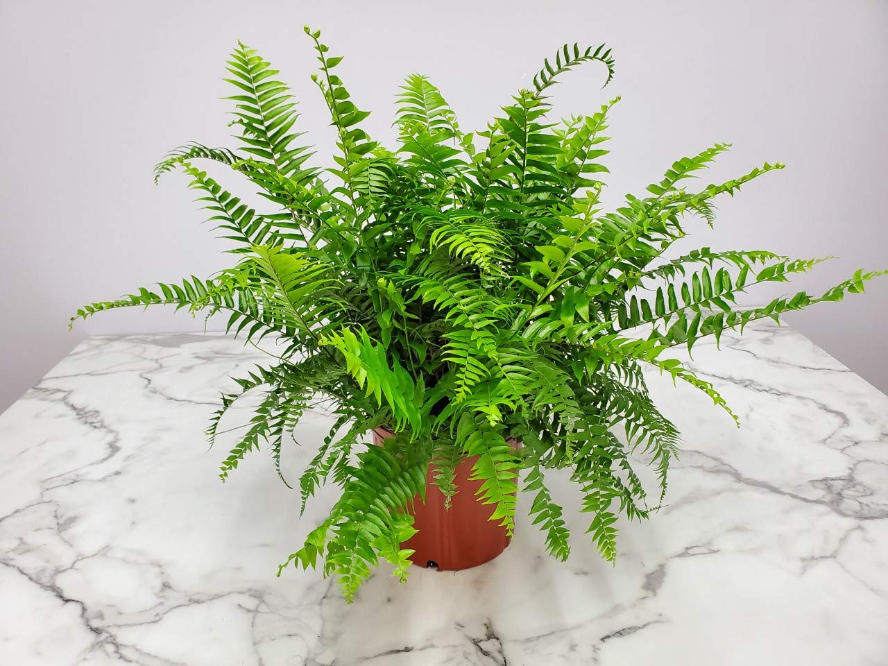 **Macho Fern - Sword Fern Plant (28