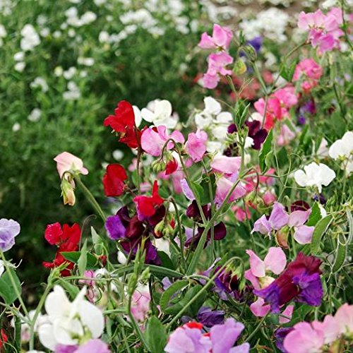 Non-GMO Heirloom Knee High Mix Sweet Pea Flower Seeds (Lathyrus odoratus) - 25+ Seeds Per Packet by Isla's Garden Seeds - Perfect for Home Gardens, Landscaping & DIY Floral Gifts