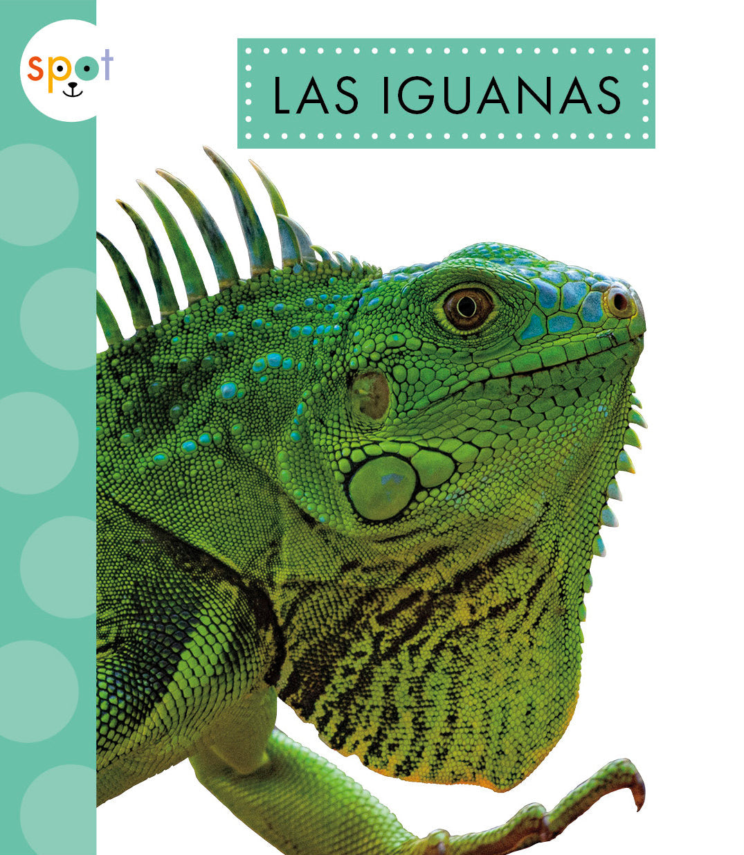Iguanas for Sale - Live Pet Iguanas & Reptile Supplies | Perfect for Reptile Enthusiasts & Exotic Pet Owners