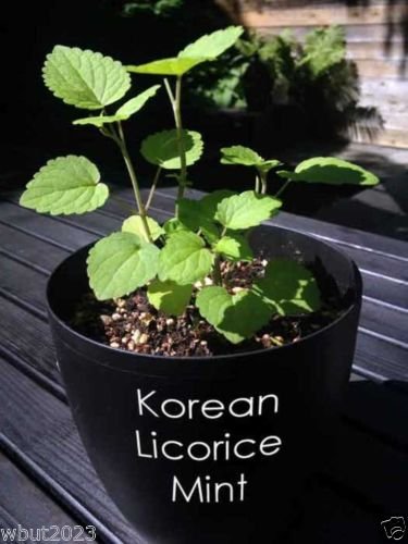 500 Korean Mint Seeds (Agastache Rugosa) - Premium Herb for Sun Tea, Culinary & Medicinal Uses | Perfect for Home Garden, Tea Blends & Aromatherapy