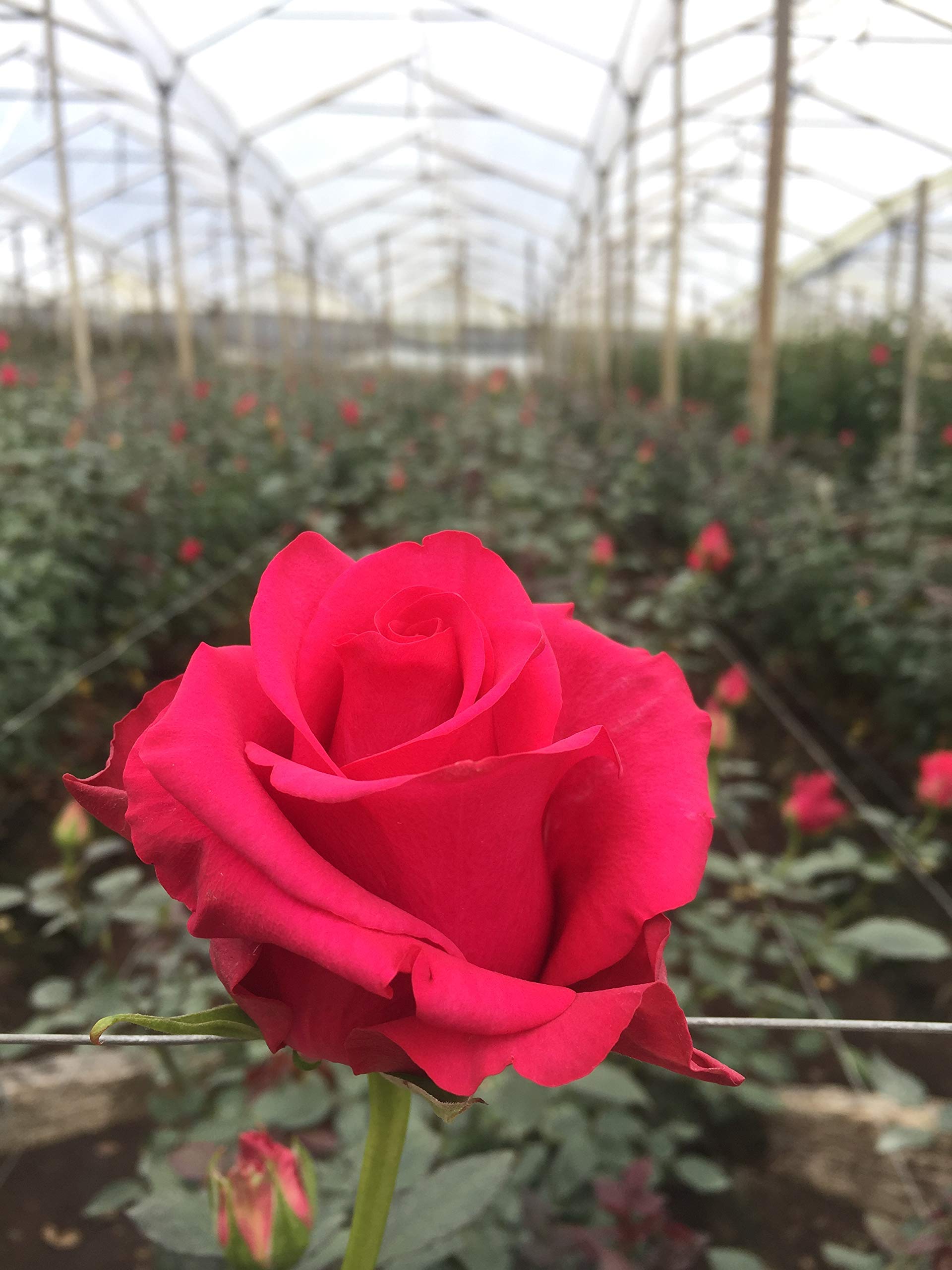 100 Fresh Cut Hot Pink Roses - Premium Dream Cut Flowers for Weddings, Anniversaries & Romantic Gifts