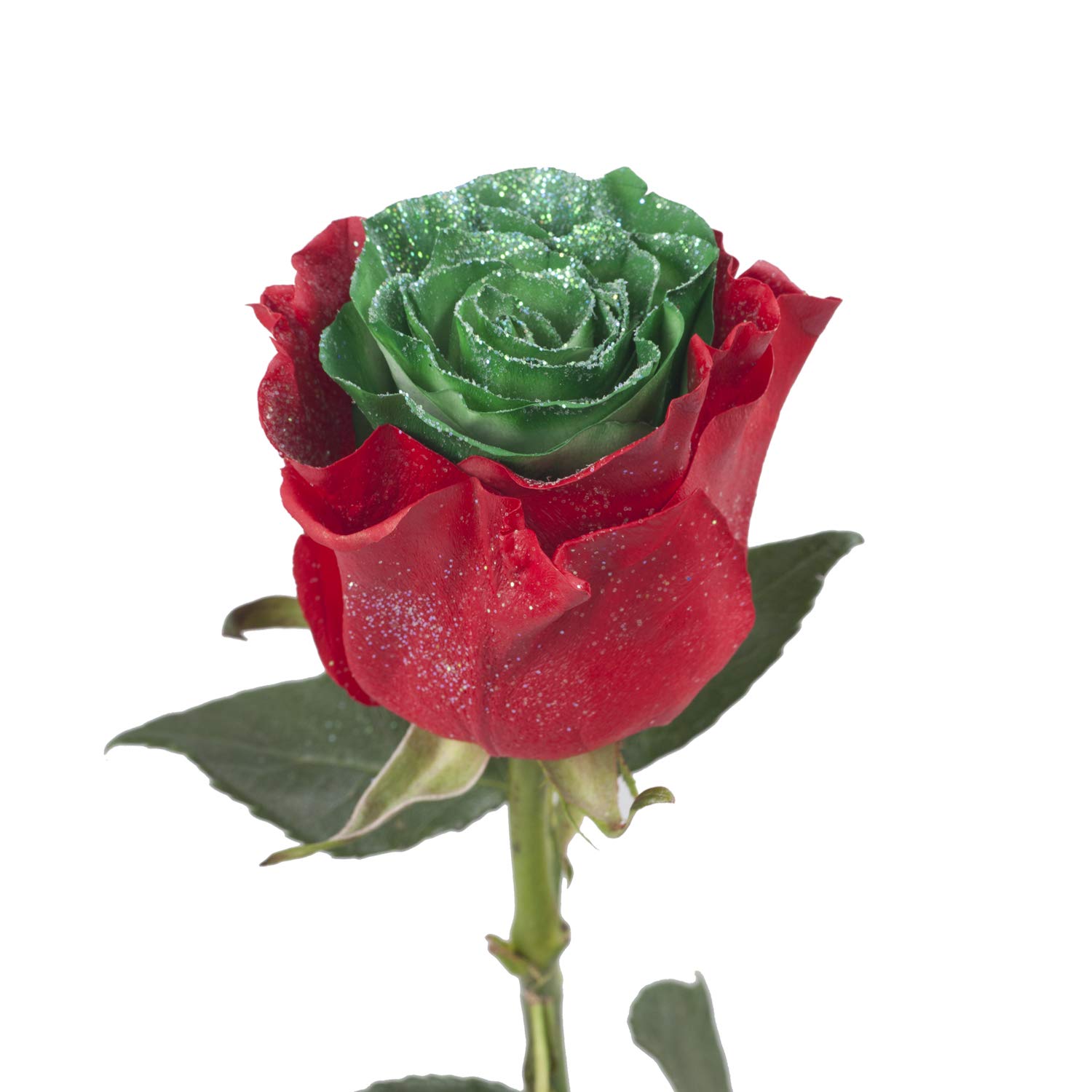 Bloomingmore Fresh Cut Red & Green Glitter Roses - 100 Stems (20 inches) for Wedding Decor, Party Events, Home & Office Decoration, DIY Crafts, Housewarming Gifts, Teacher Appreciation, Engagement Celebrations