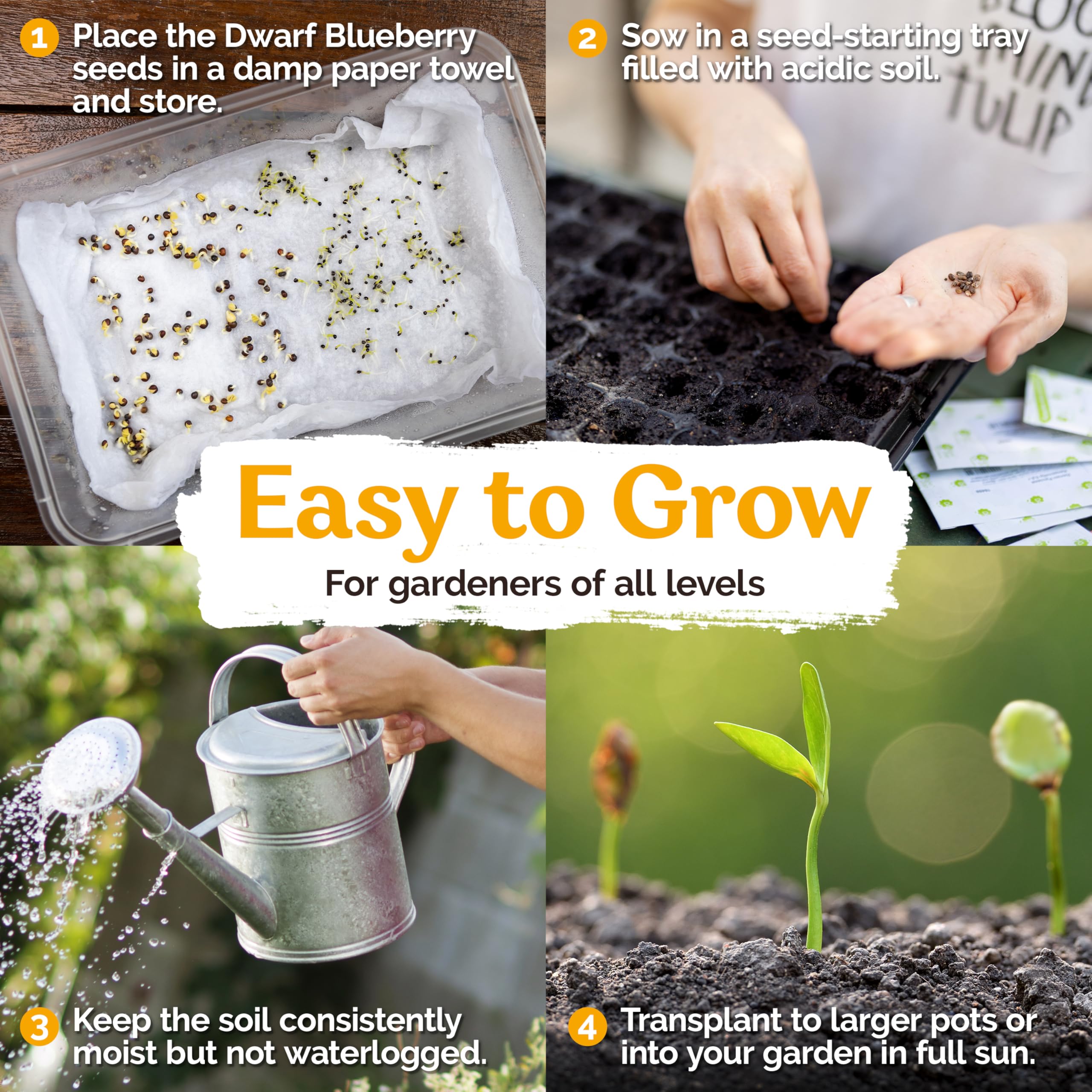 KVITER 100 Organic Non-GMO Blueberry Seeds (Vaccinium Angustifolium) – Sweet Dwarf Lowbush Heirloom Fruit Seeds for Indoor & Outdoor Gardening – Perfect for Fresh Berries, Smoothies, and Homegrown Snacks