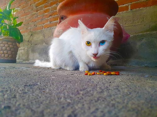 20x30 Inch Laminated Cat Heterochromia Poster - Vibrant Colors & High-Quality Print - Perfect for Home Decor, Office Wall Art & Gift Ideas