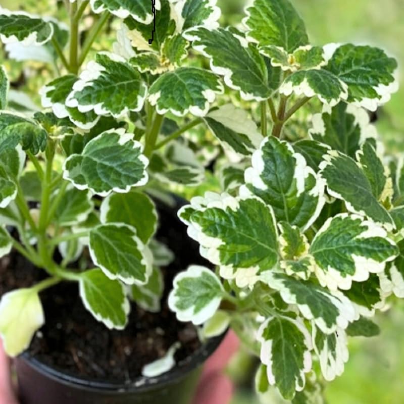 2 Variegated Swedish Ivy Plants - Live Indoor Houseplants in 4