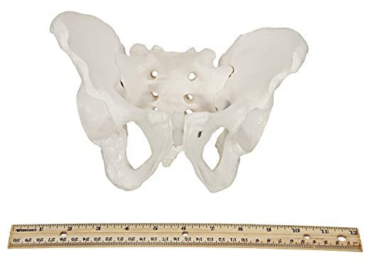 Axis Scientific Human Skeletal Pelvis Anatomy Model Set - 2 Piece Male & Female Pelvic Bones for Medical Education, Physical Therapy Training, and Anatomy Study | Perfect for Classrooms, Labs, and Healthcare Professionals