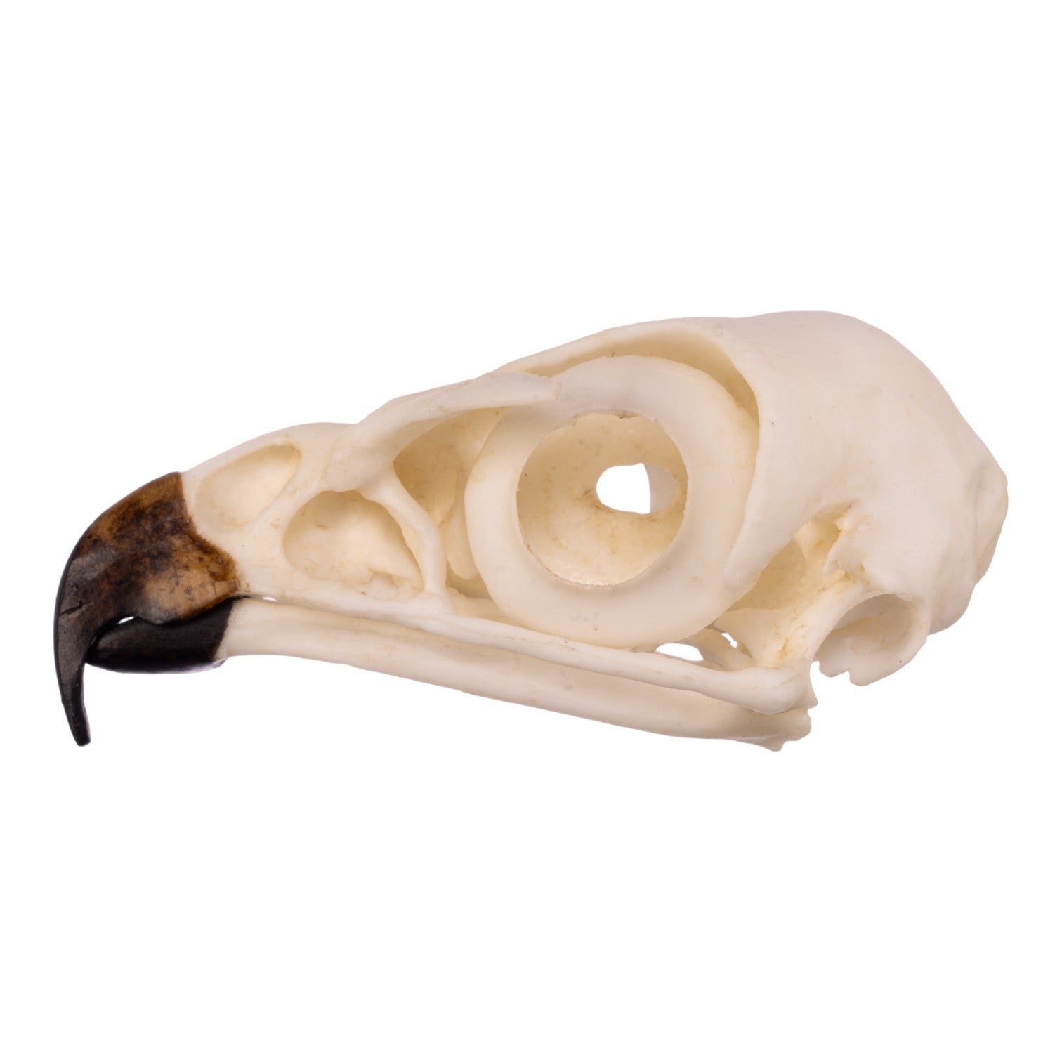 Authentic Replica Red-Tailed Hawk Skull - Lifelike Taxidermy Decoration for Home, Office & Gothic Decor | Halloween, Witchcraft & Nature Study Display