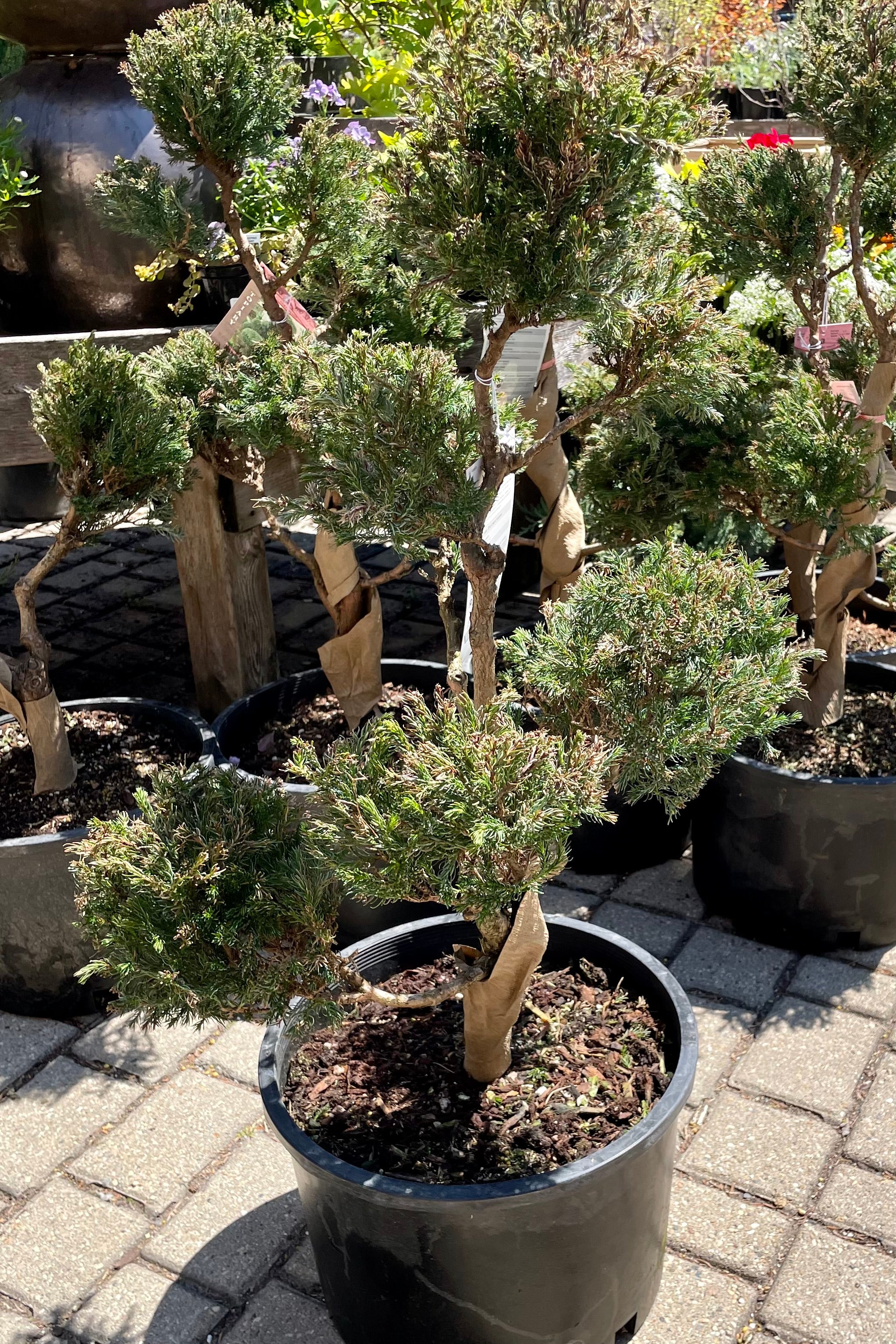 Chamaecyparis pisifera 'Boulevard' Pom Pom - #6 Size Evergreen Shrub for Landscaping, Privacy Hedges & Garden Decor