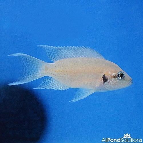 Fairy Cichlid (Neolamprologus brichardi) - African Lake Tanganyika Aquarium Fish for Home & Office Tanks