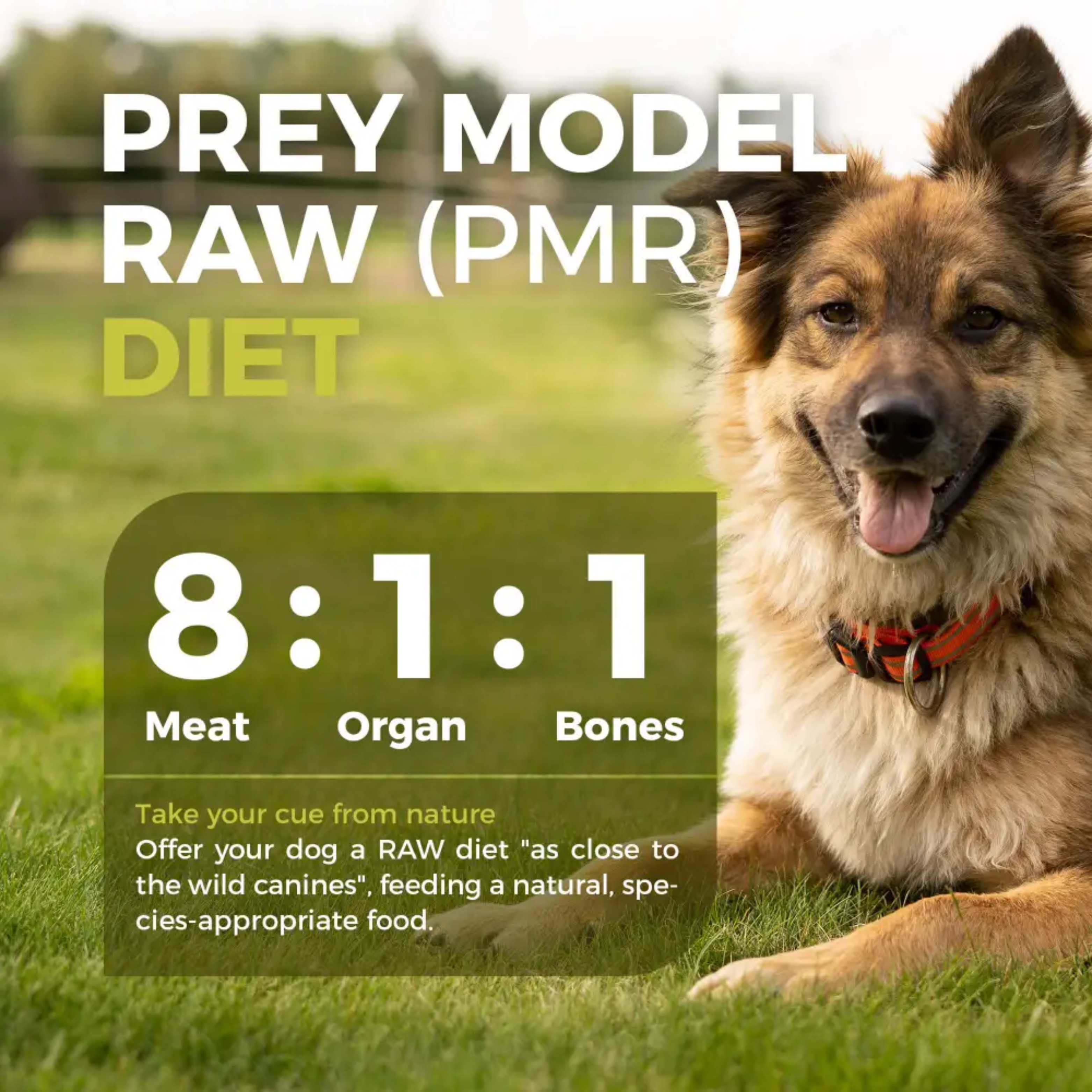 Premium Freeze-Dried Raw Dog Food for Sensitive Digestion - Grain-Free, Hypoallergenic Recipe for Small & Large Breeds - Perfect for Picky Eaters & Dogs with Allergies - Indoor/Outdoor Use