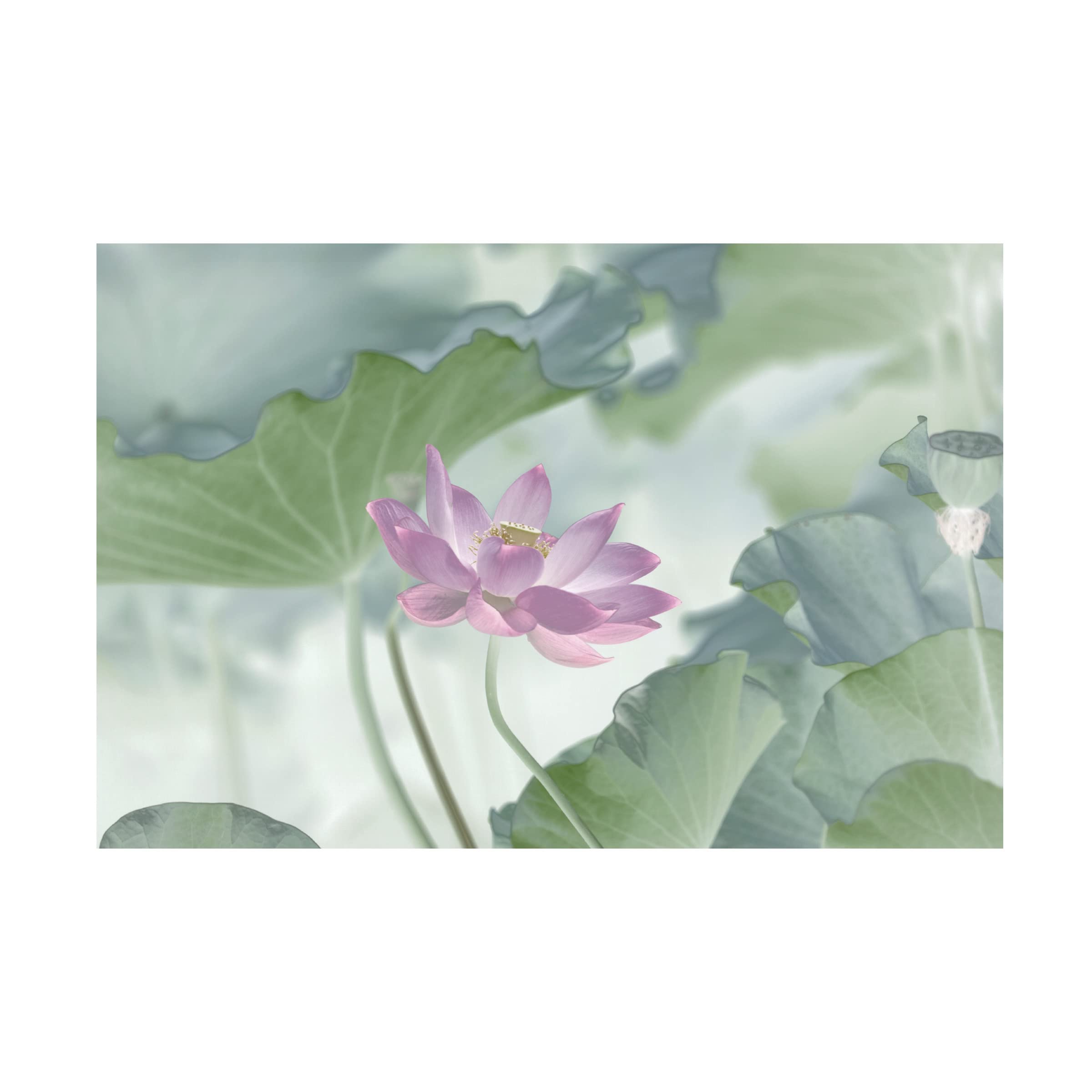 Trademark Fine Art 'Lotus' Canvas Wall Art Painting by Binbin Lu - Perfect for Living Room, Bedroom & Office Decor