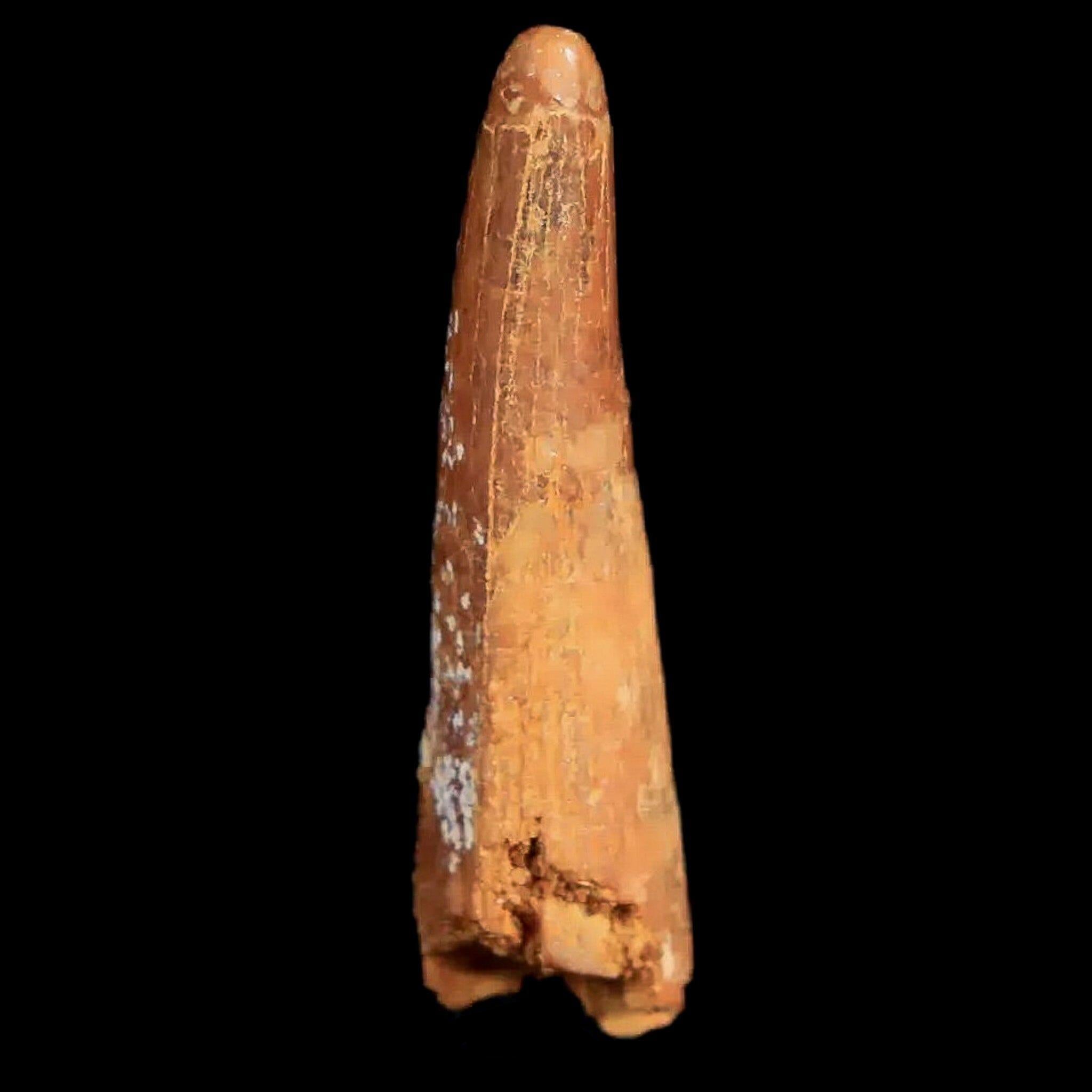 Authentic Pterosaur Coloborhynchus Fossil Tooth - Upper Cretaceous Period - Morocco - Includes COA & Display Case - Perfect for Paleontology Collectors & Home Decor