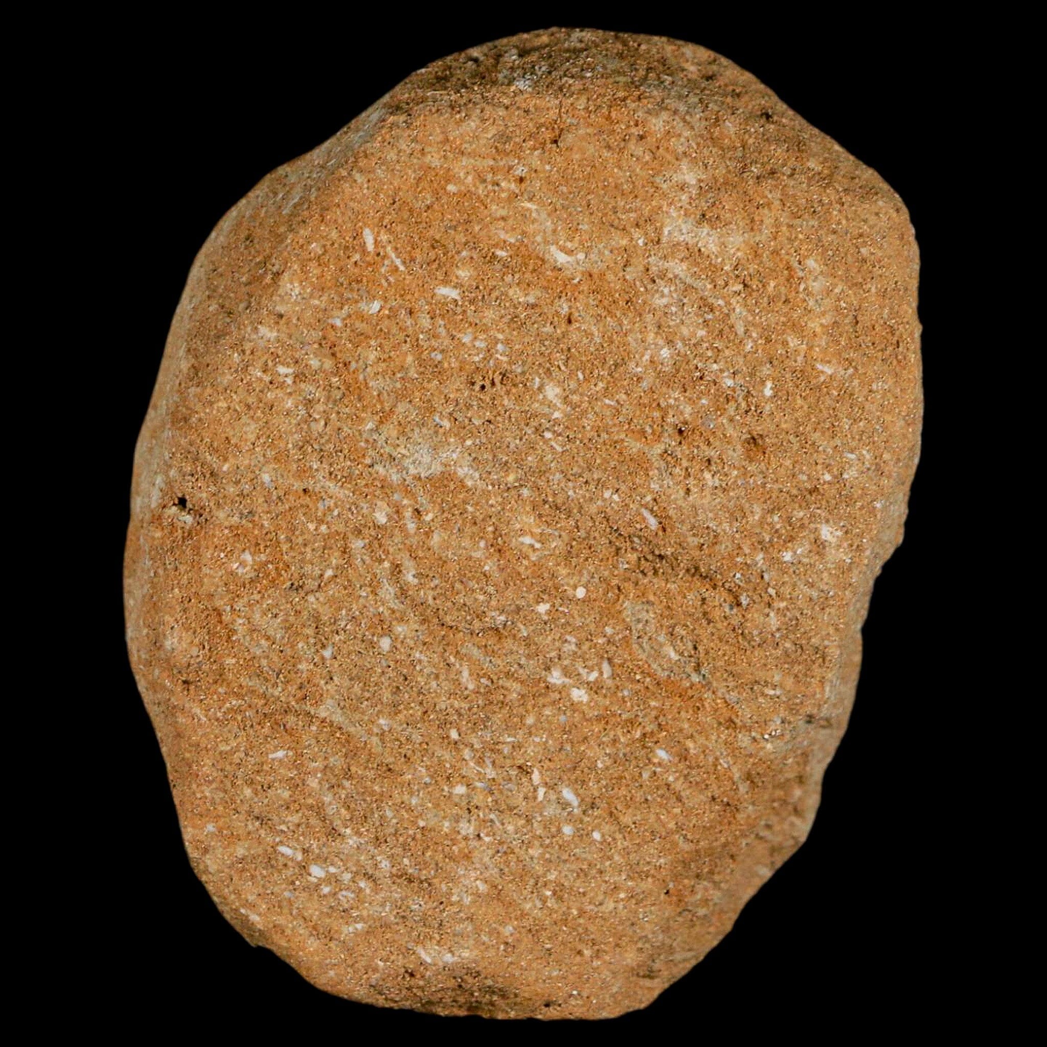 1.5 Inch Authentic Plesiosaur Zarafasaura Tooth Fossil in Matrix - Cretaceous Dinosaur Era Specimen with COA - Perfect for Fossil Collectors, Paleontology Enthusiasts, and Educational Displays