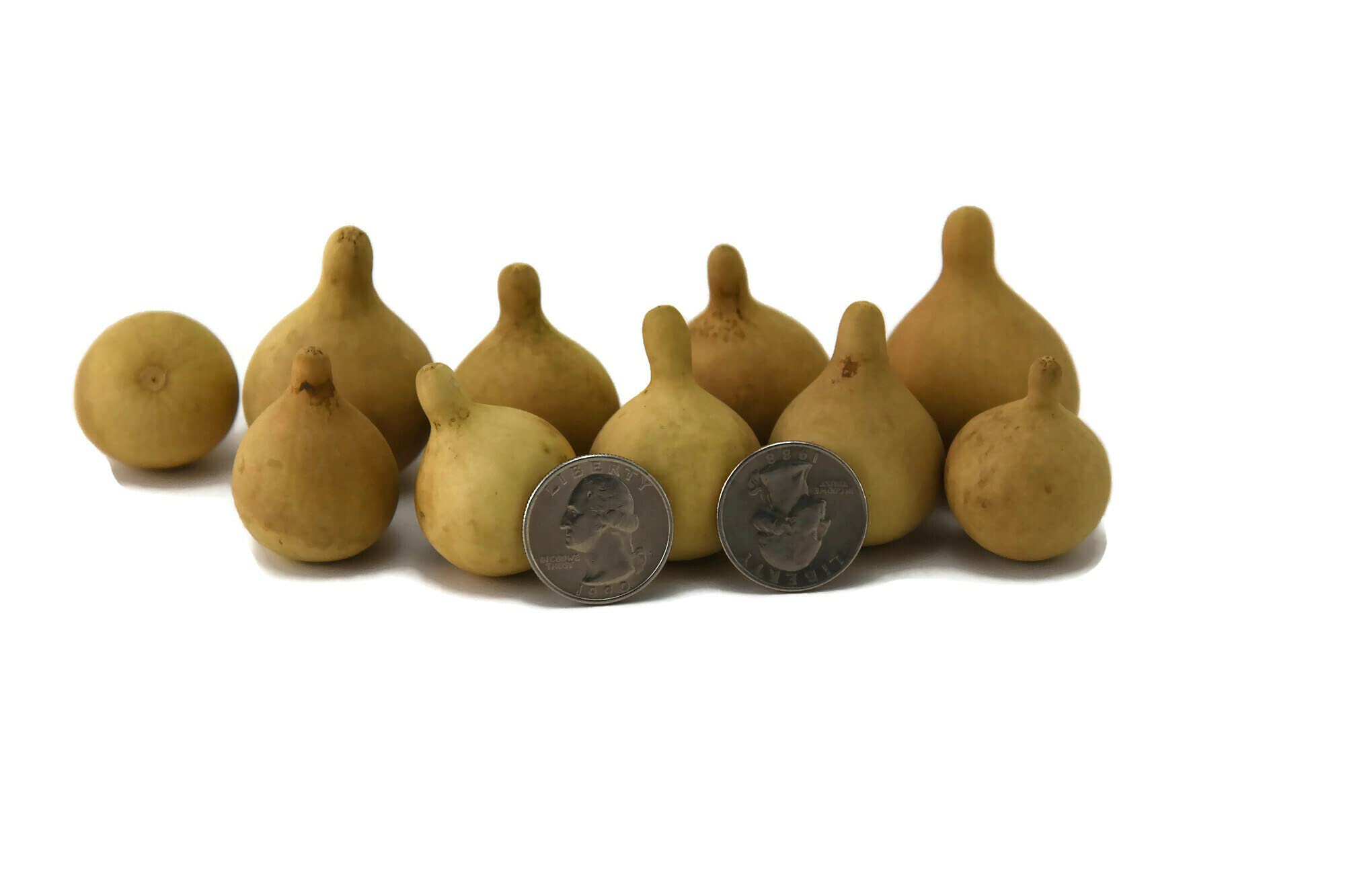 Premium Dried Tennessee Spinner Gourds - Natural Crafting & DIY Decor (Box of 100) - Perfect for Fall Decorations, Thanksgiving Centerpieces & Handmade Crafts
