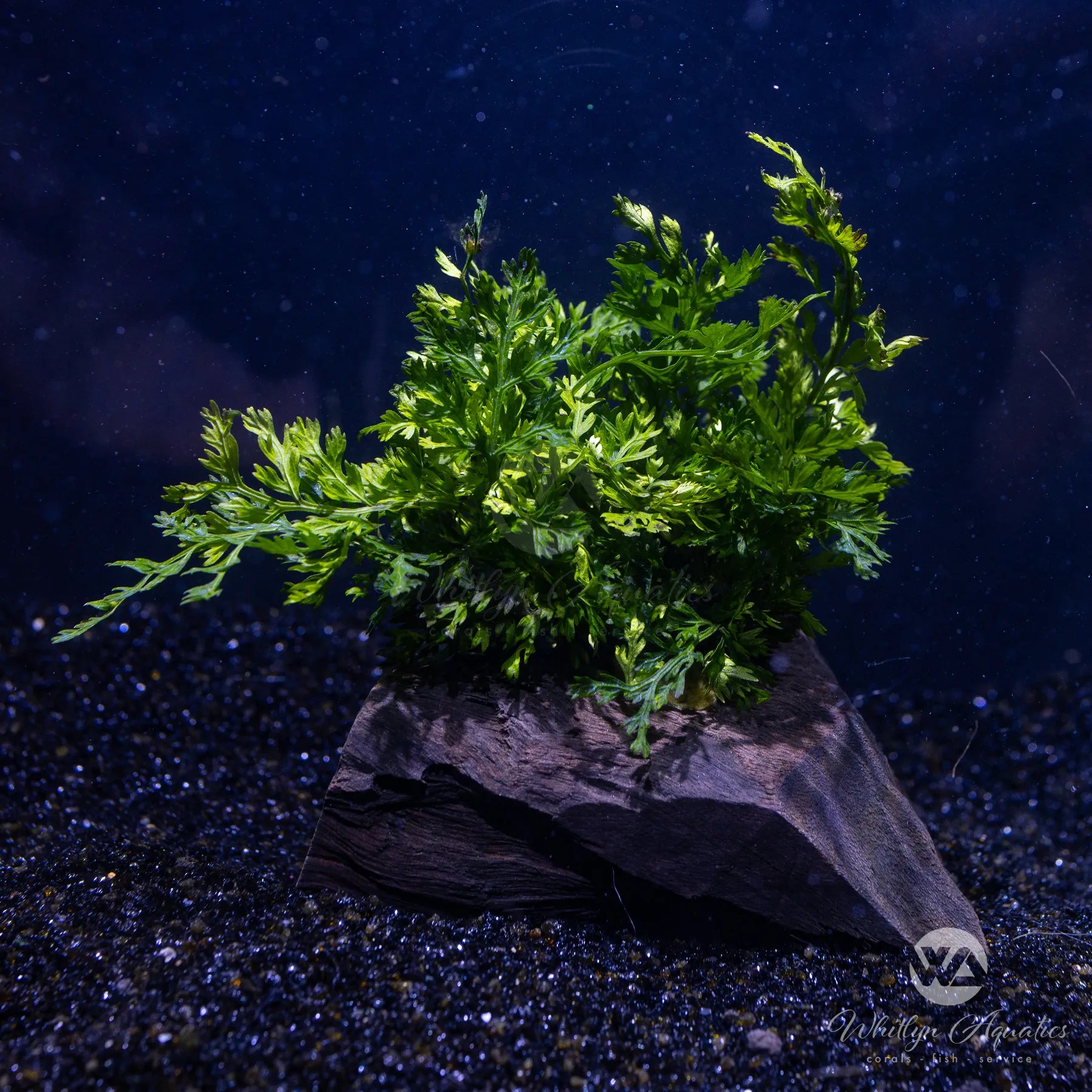 Bolbitis Difformis Aquatic Plant on Pterocarpus Wood - 5-6 Inch Live Aquarium Plant for Fish Tank Decoration | Perfect for Freshwater Aquascaping & Shrimp Tanks