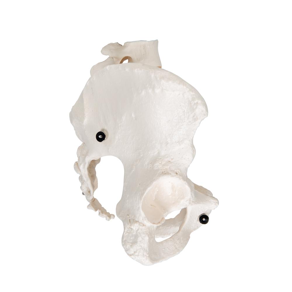 Female Pelvic Skeleton Model - Anatomically Accurate Human Pelvis Bone Structure for Medical Students, Doctors & Physical Therapists - Perfect for Anatomy Study, Patient Education & Medical Office Display
