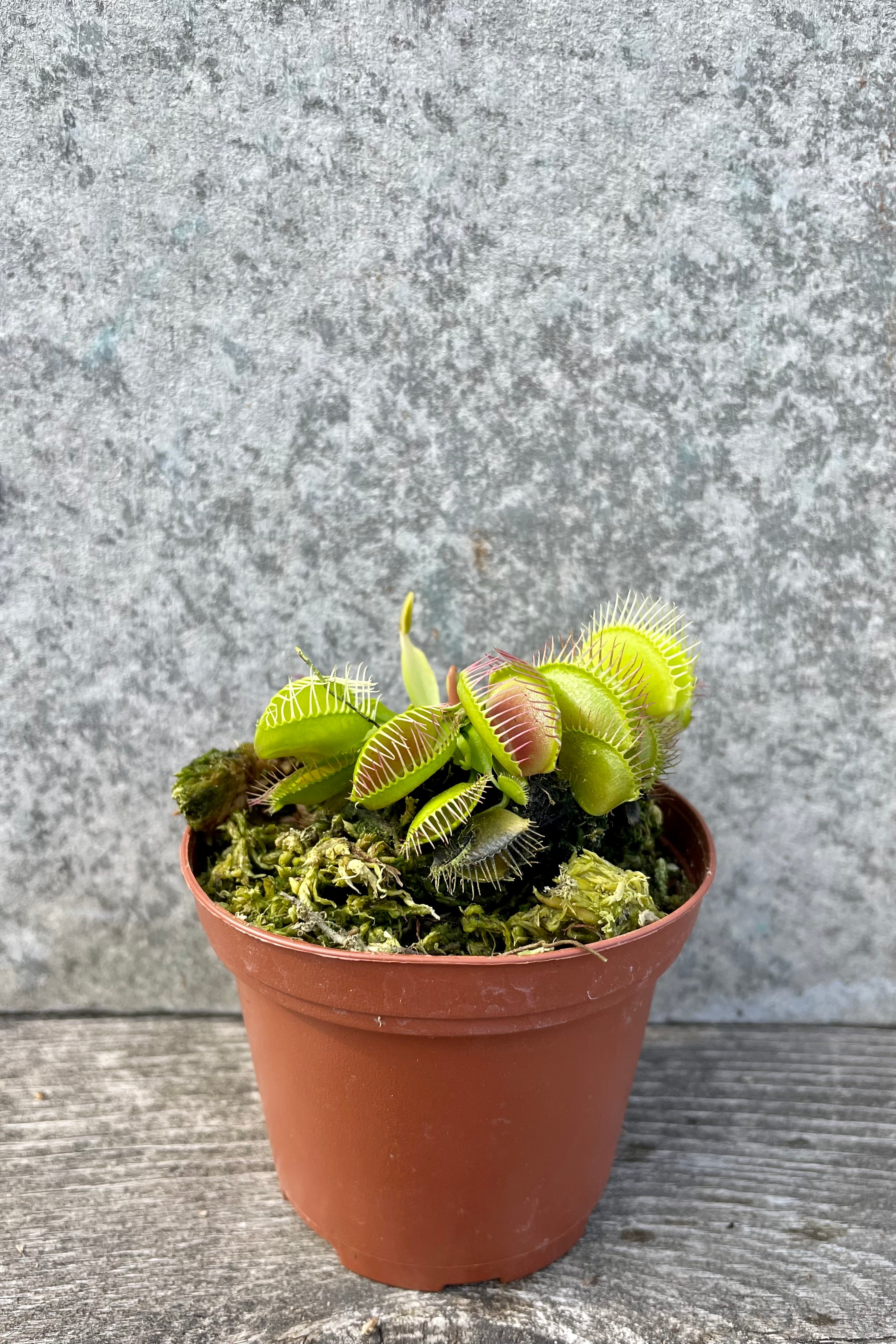 Live Dionaea Venus Flytrap - Carnivorous Plant for Natural Pest Control | Perfect for Home, Office & Garden Decor