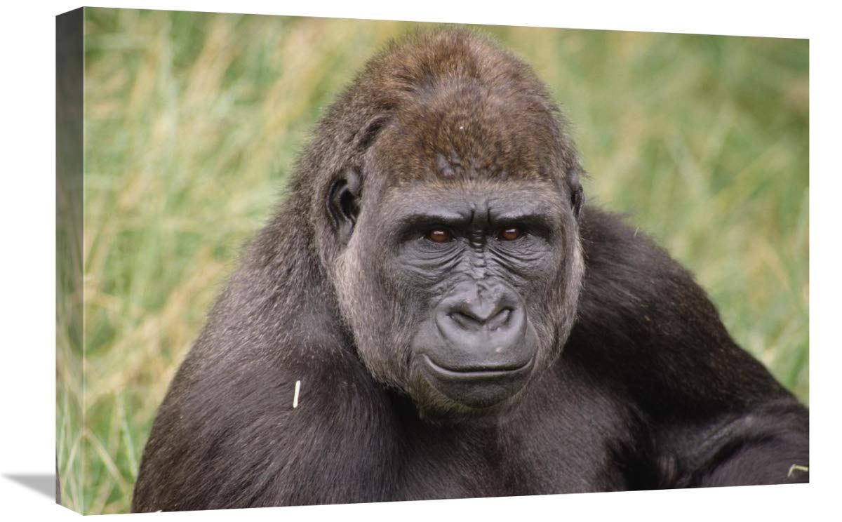 Western Lowland Gorilla Canvas Art Print - 24x16 Inches - Young Male Gorilla from Woodland Park Zoo - Perfect for Home, Office & Wildlife Decor