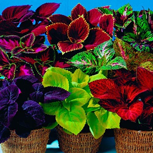 Coleus Blumei Seed Mix - Painted Nettle Non-GMO Flower Seeds (200+ Seeds) for Gardening, Landscaping & Indoor/Outdoor Planting