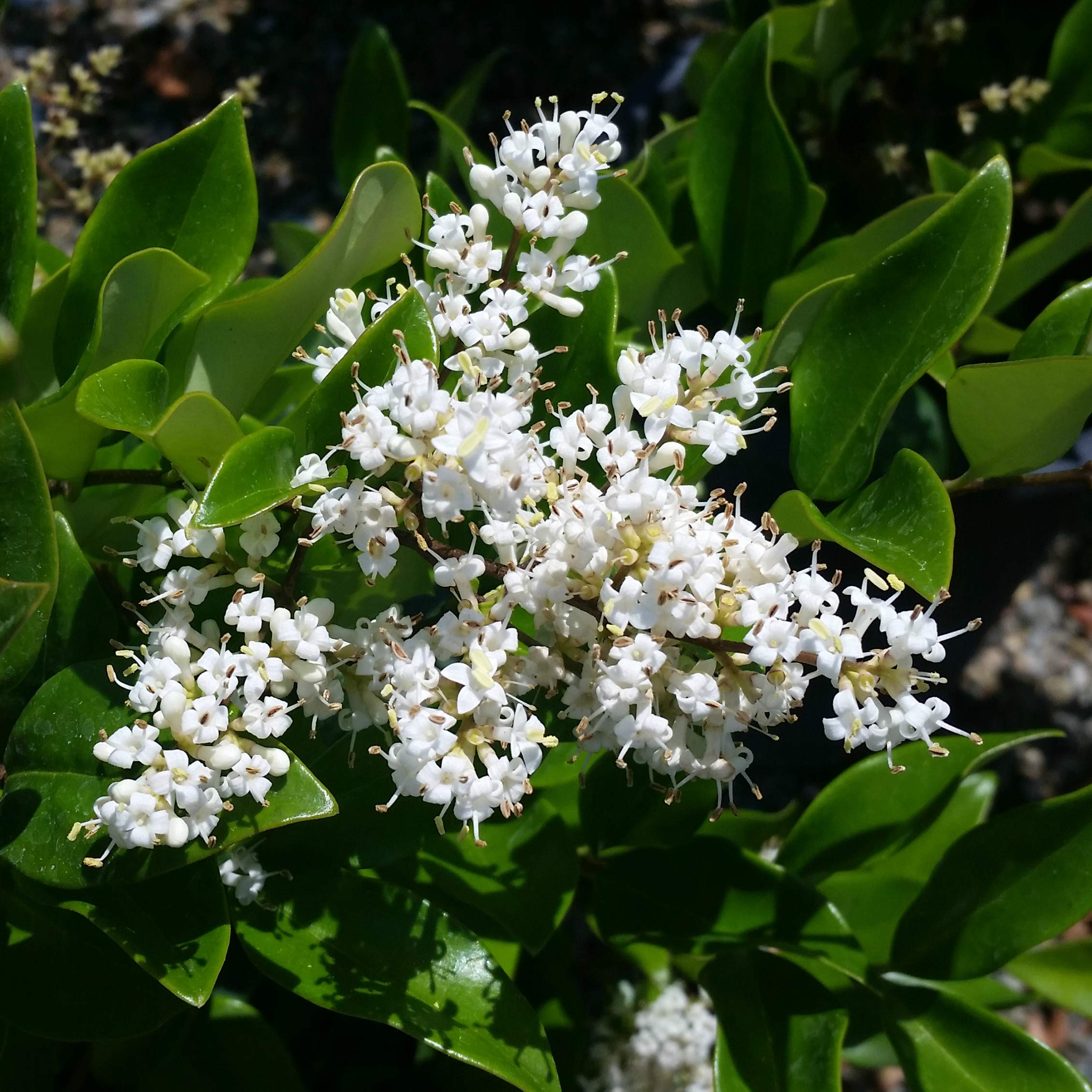 Ligustrum Waxleaf Privet - 12 Live Quart Size Plants - Evergreen Privacy Hedge for Landscaping - Perfect for Garden Borders, Fences, and Outdoor Privacy Screens