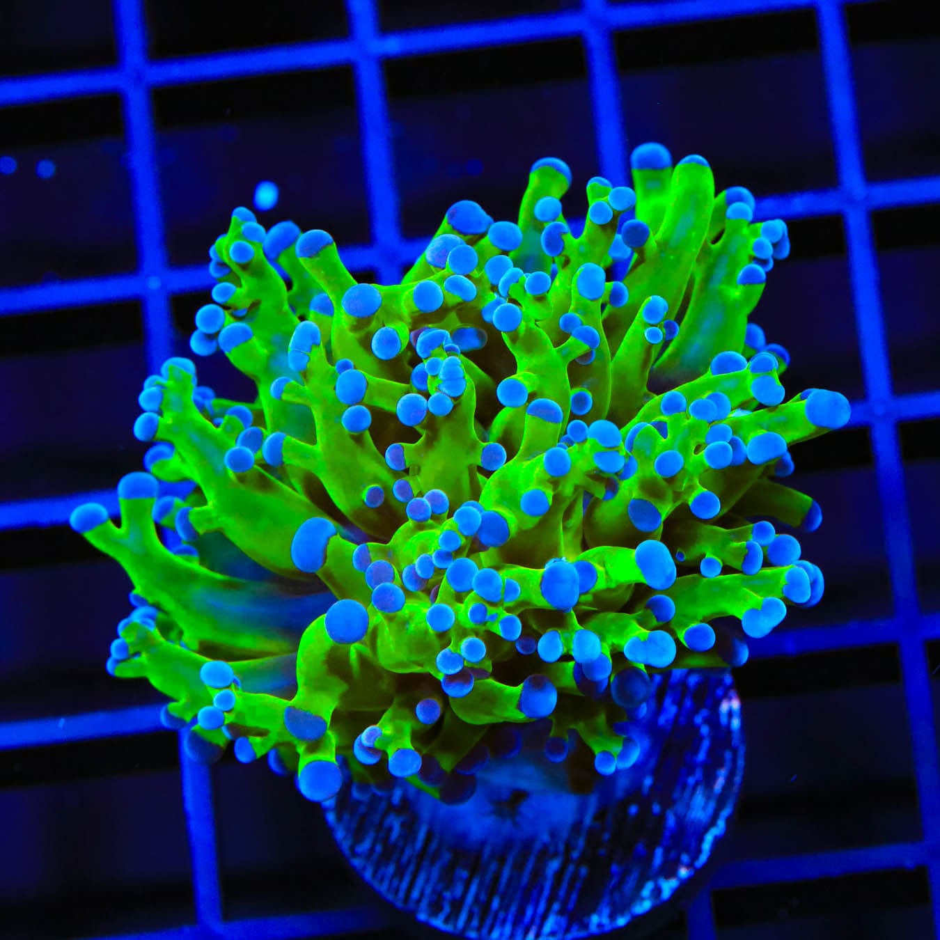 Bicolor Frogspawn Coral for Saltwater Aquariums - Vibrant LPS Coral for Reef Tanks & Marine Aquascaping