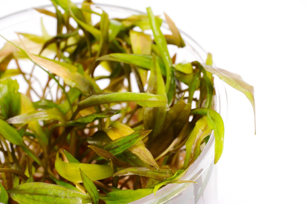 Cryptocoryne Beckettii Petchii Live Aquarium Plant - Easy Care Freshwater Aquatic Plant for Fish Tanks, Aquascaping & Low Light Aquariums