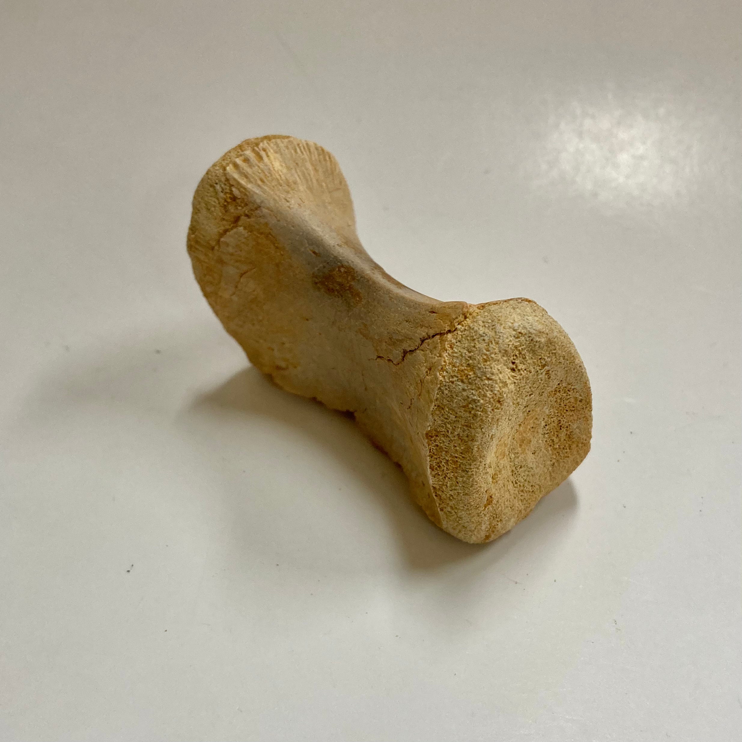 Authentic Juvenile Spinosaurus Dorsal Vertebra Fossil - Rare Dinosaur Bone for Collectors, Paleontology Enthusiasts & Educational Displays