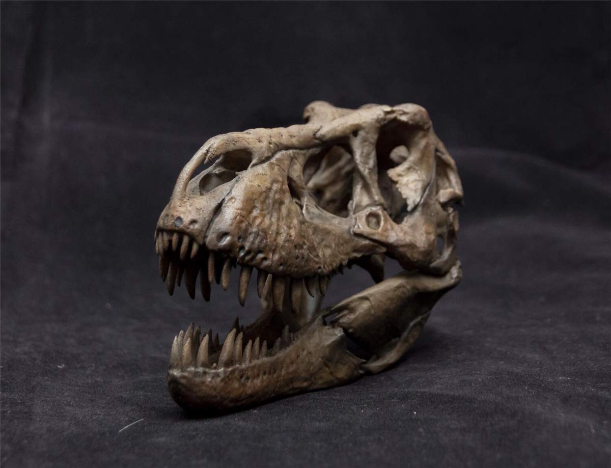 1:10 Scale Tyrannosaurus Rex Trix Skull Statue - Realistic Dinosaur Fossil Replica, Resin Animal Figure Model for Collectors - Home Office Decor, Science Education Display & Unique Gift for Adults