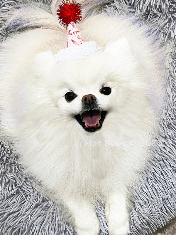 Christmas Dog Party Hat - Festive Pet Costume for Holiday Celebrations & Photo Shoots