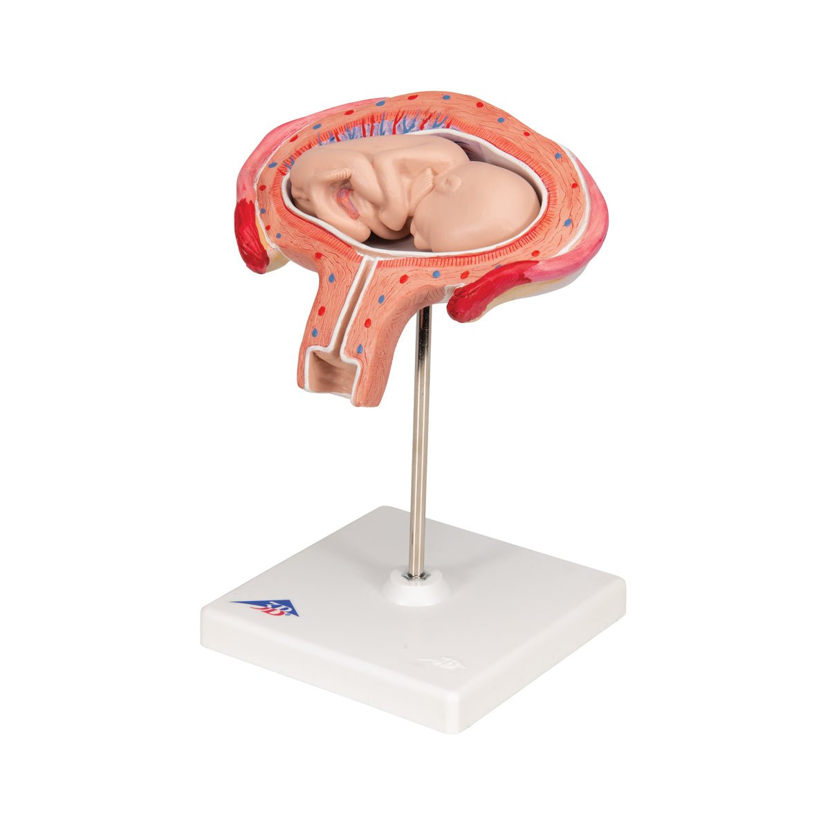 4-Month Fetal Development Model - Accurate Abdominal Position Anatomy for Medical Education & Pregnancy Study - Perfect for OBGYN Training, Midwife Practice & Parenting Classes