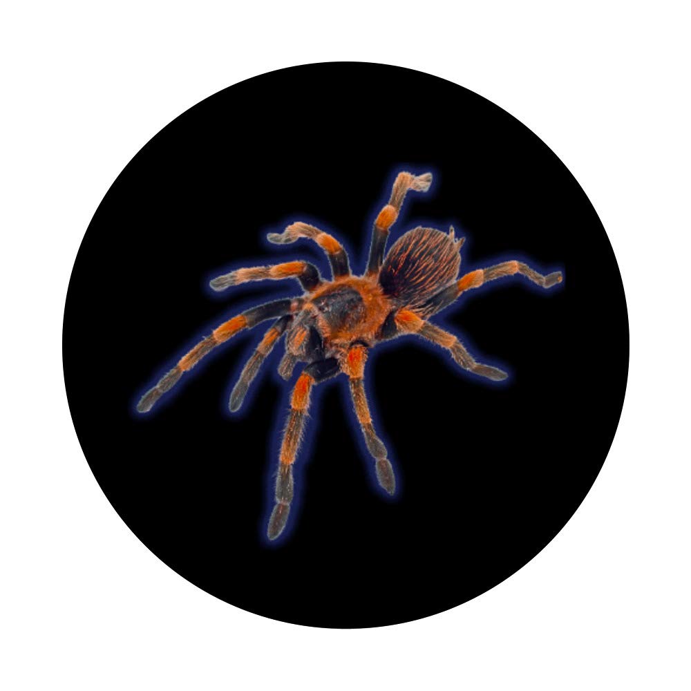 Mexican Fireleg Tarantula PopSockets Phone Grip & Stand - Durable Phone Accessory for iPhone, Samsung, Tablets - Perfect for Gaming, Selfies, and Everyday Use