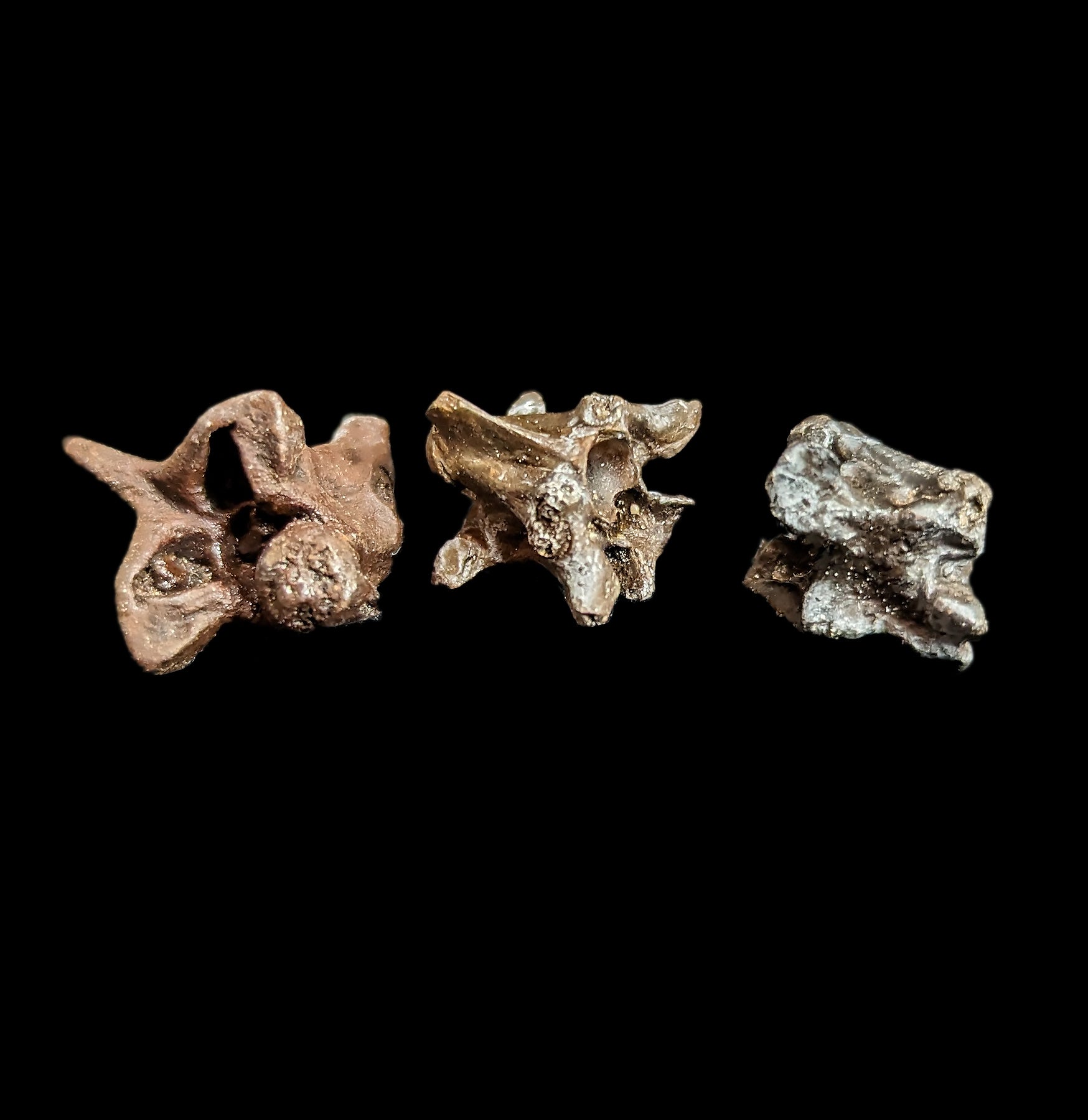 Fossilized Snake Vertebra - Genuine Prehistoric Reptile Fossil Specimen for Collectors & Science Enthusiasts - Perfect for Home Decor, Classroom Display & Paleontology Studies