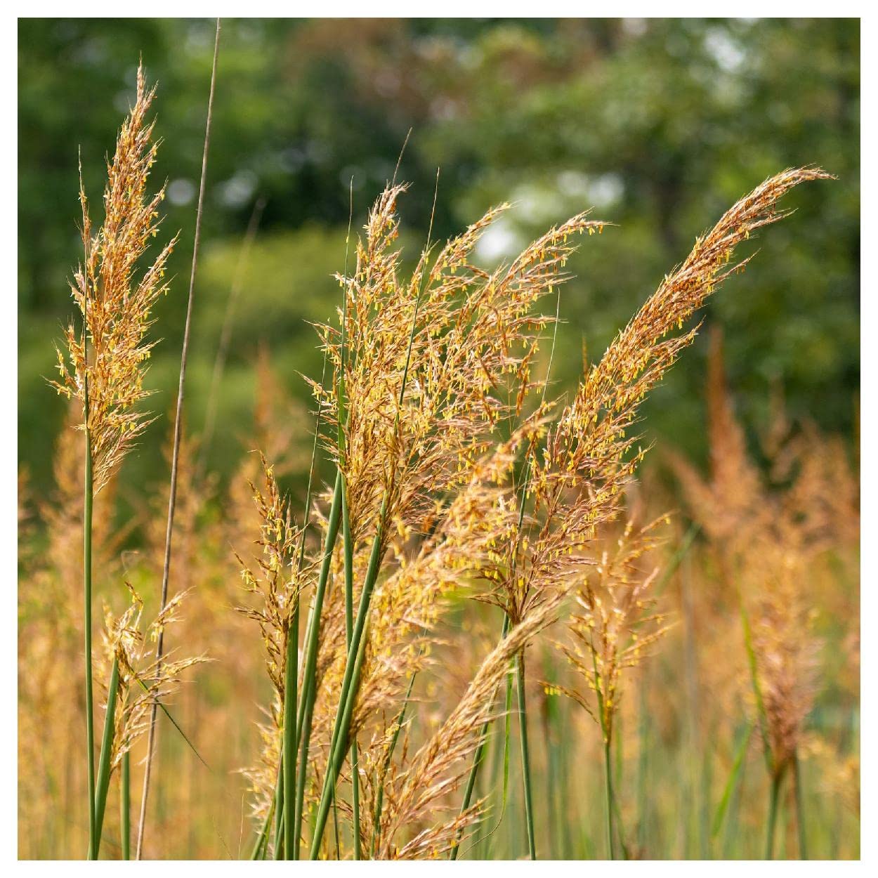 Everwilde Farms 1000 Indian Grass Native Seeds - Premium Gold Vault Jumbo Packet for Landscaping, Erosion Control & Prairie Restoration | Drought-Resistant Ornamental Grass for Gardens & Wildlife Habitats